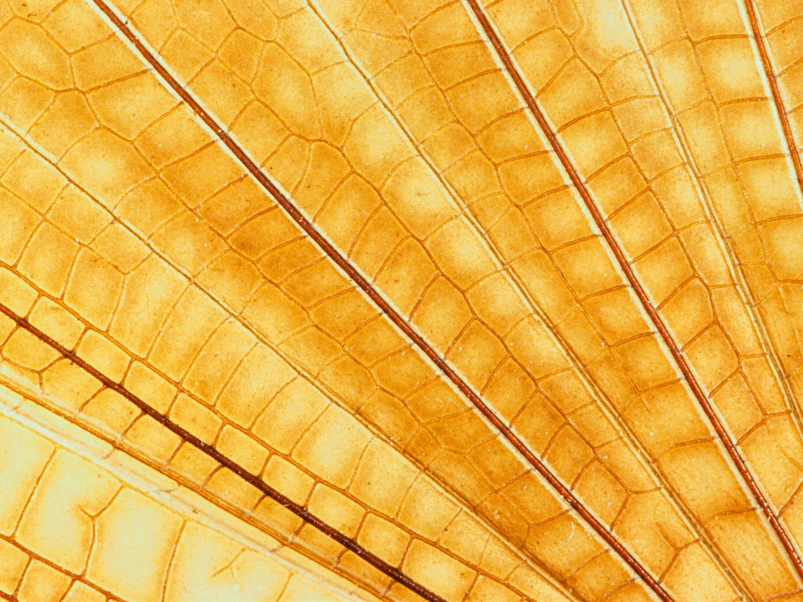 화려한 깃털 날개 클로즈업 벽지 (1) #15 - 1600x1200