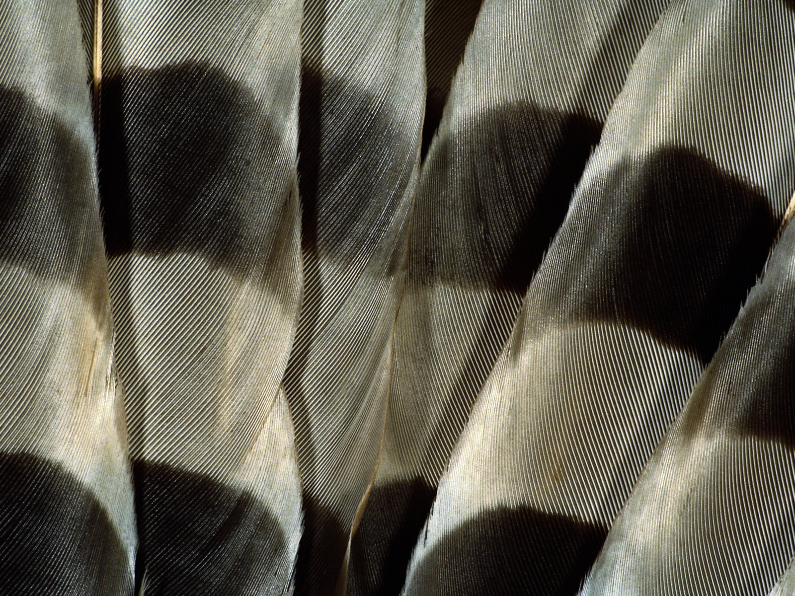 화려한 깃털 날개 클로즈업 벽지 (1) #17 - 1600x1200