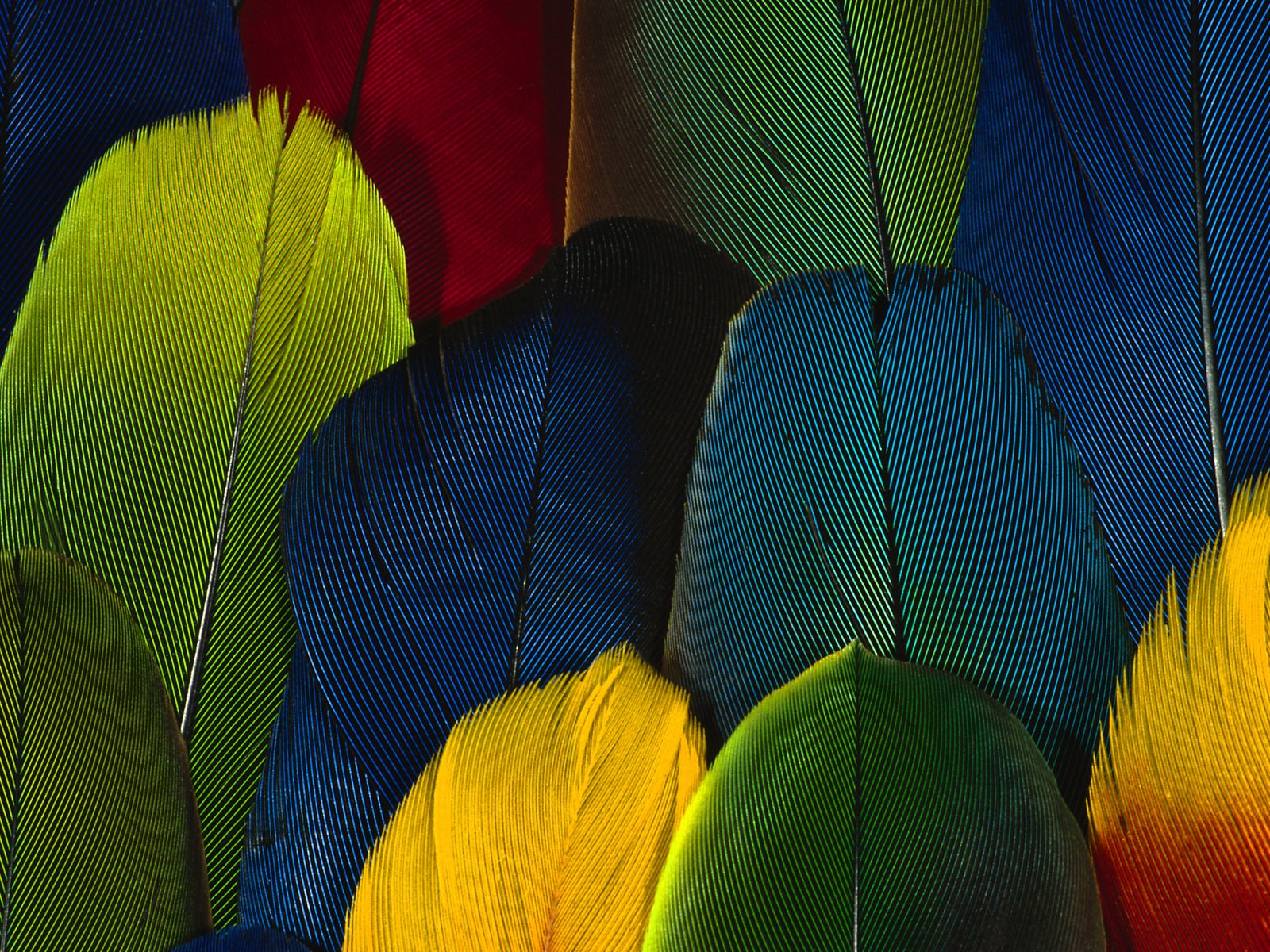 カラフルな羽毛の翼クローズアップ壁紙(1) #20 - 1600x1200
