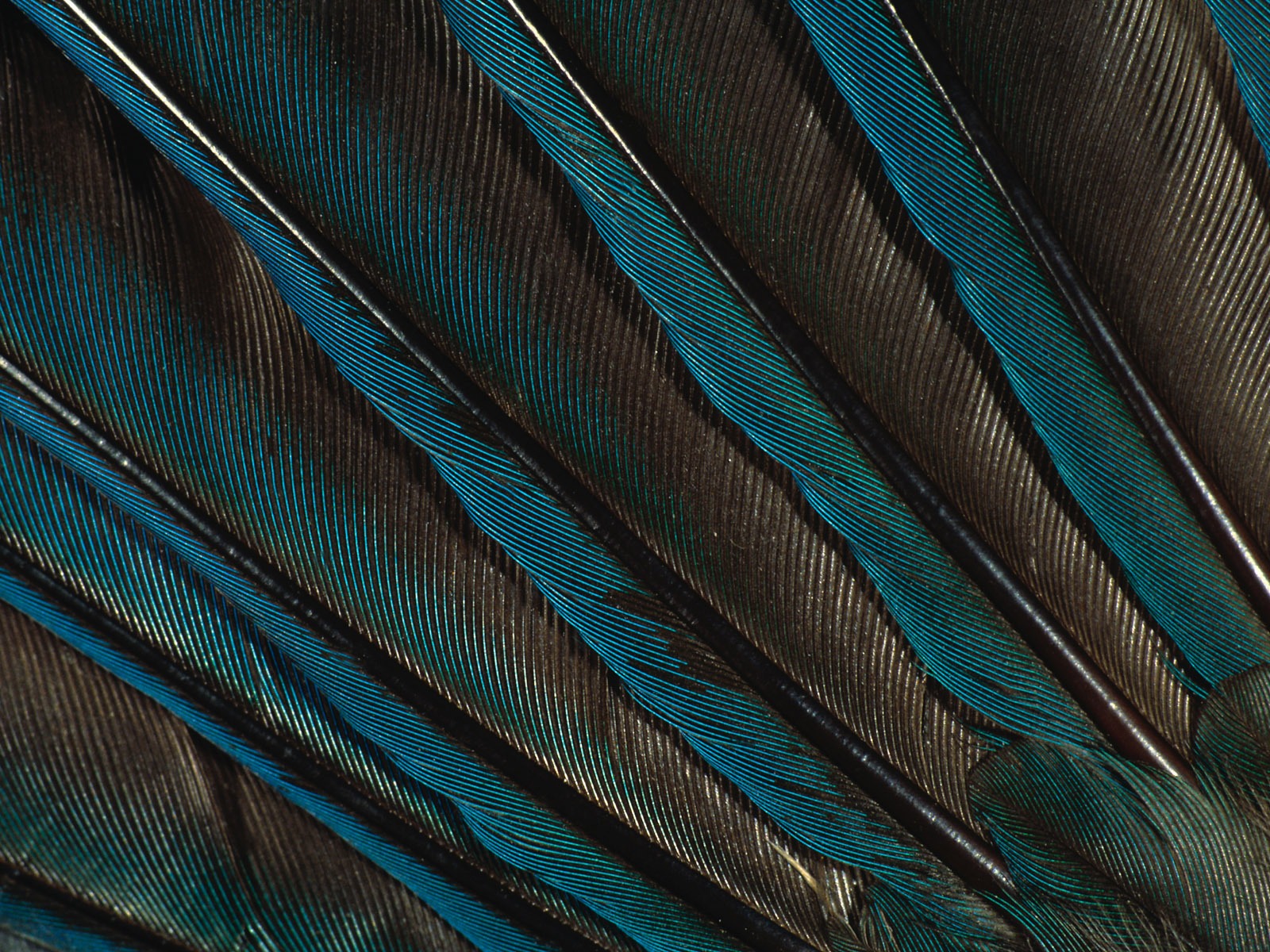 Colorful feather wings close-up wallpaper (2) #14 - 1600x1200