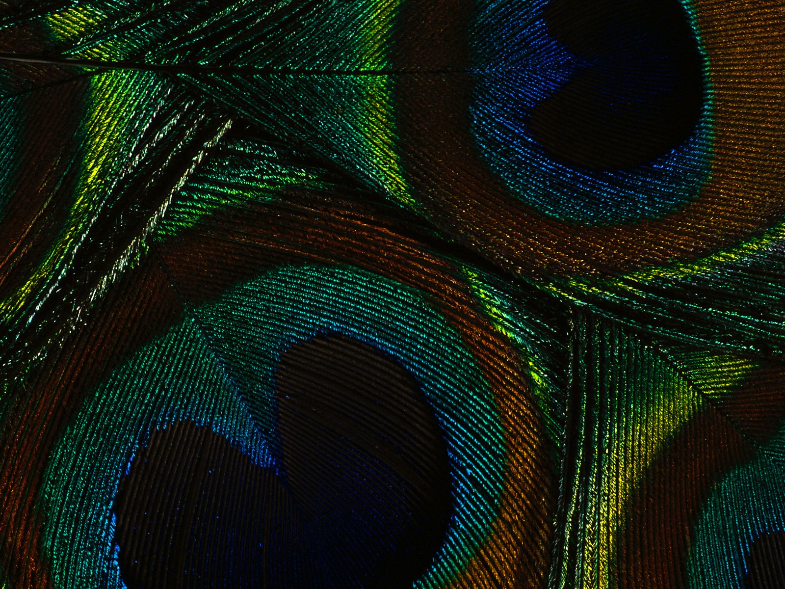 barevné peří křídla close-up tapetu (2) #19 - 1600x1200