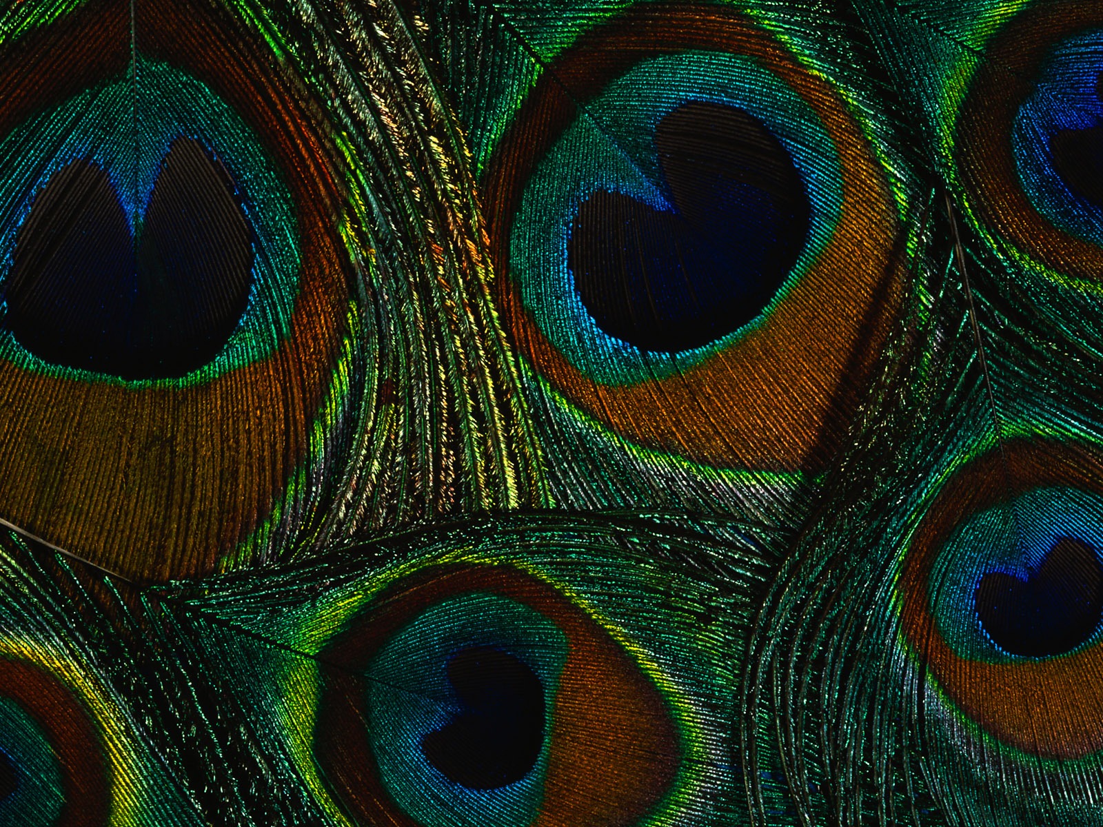 barevné peří křídla close-up tapetu (2) #20 - 1600x1200