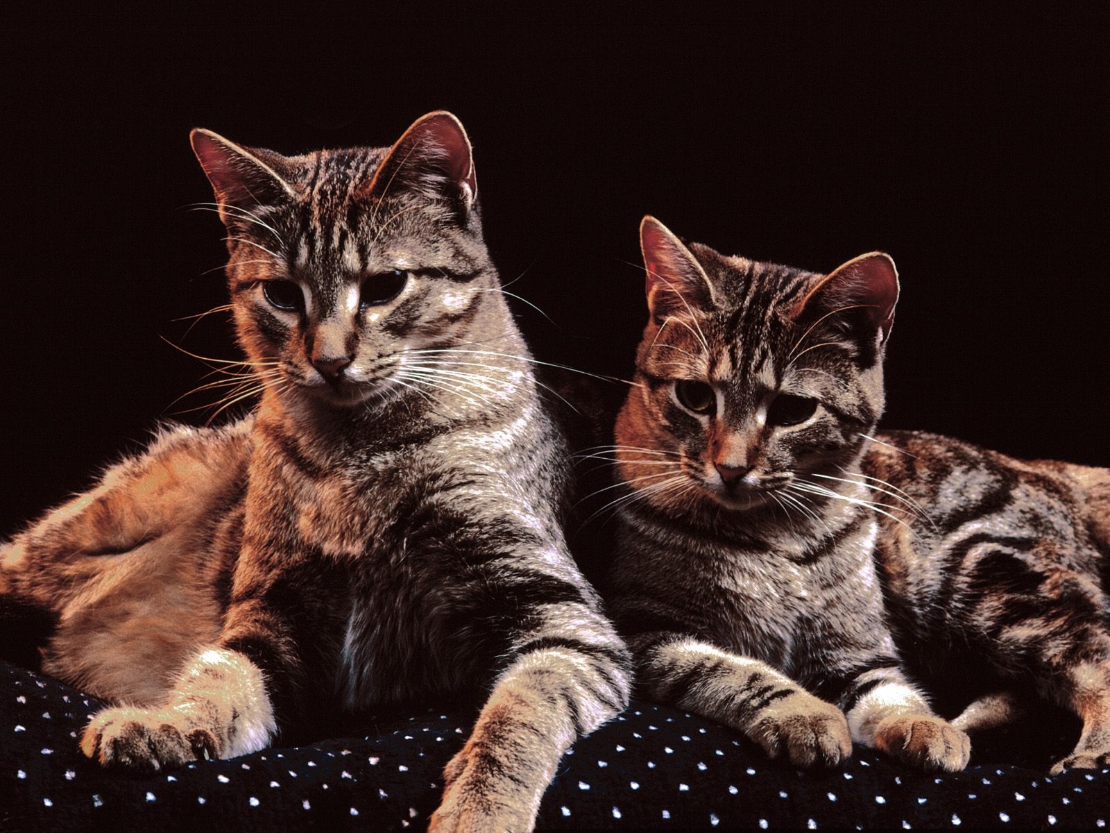1600 Cat Photo Wallpaper (4) #20 - 1600x1200