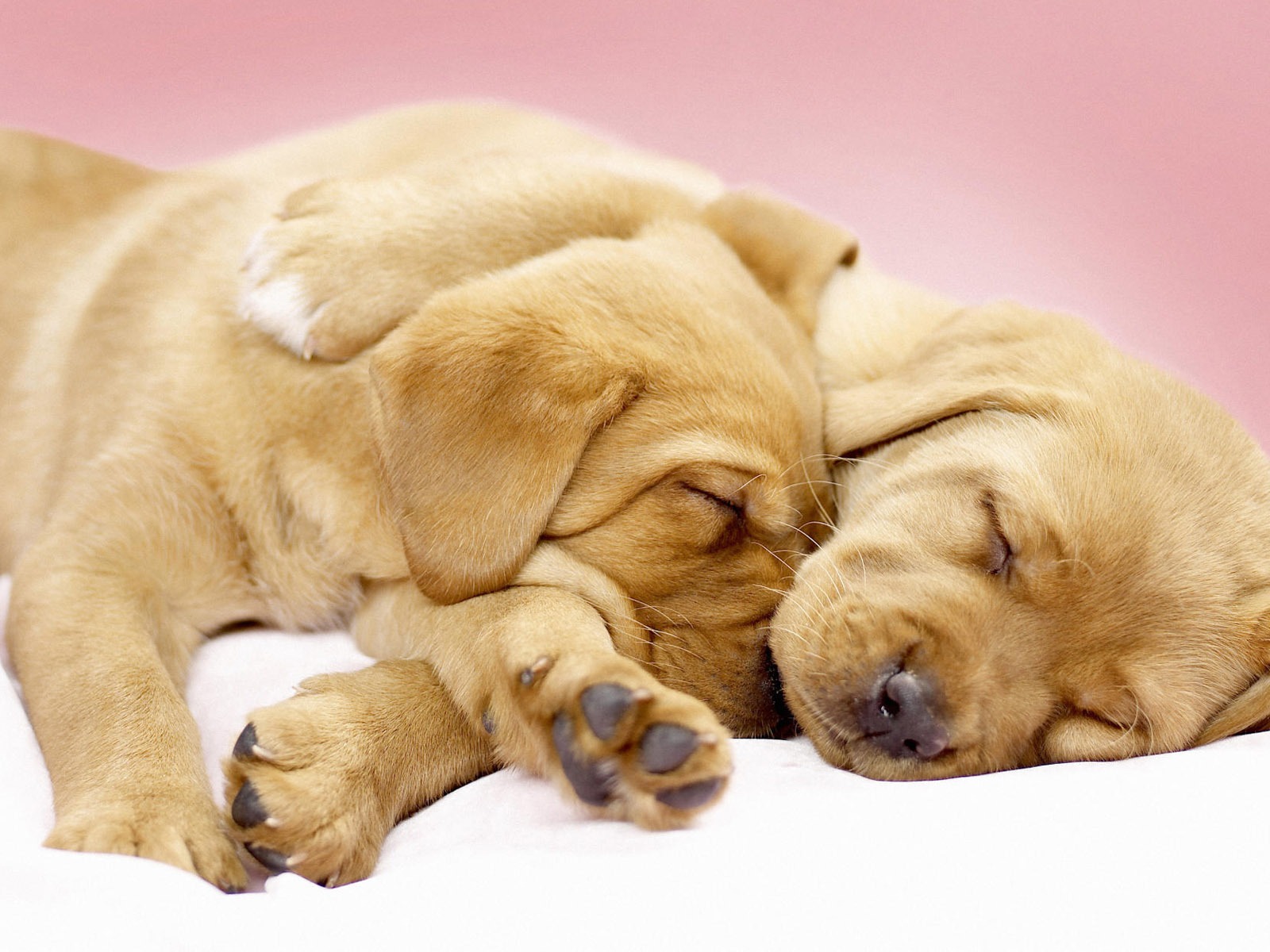 Puppy Photo HD wallpapers (7) #1 - 1600x1200