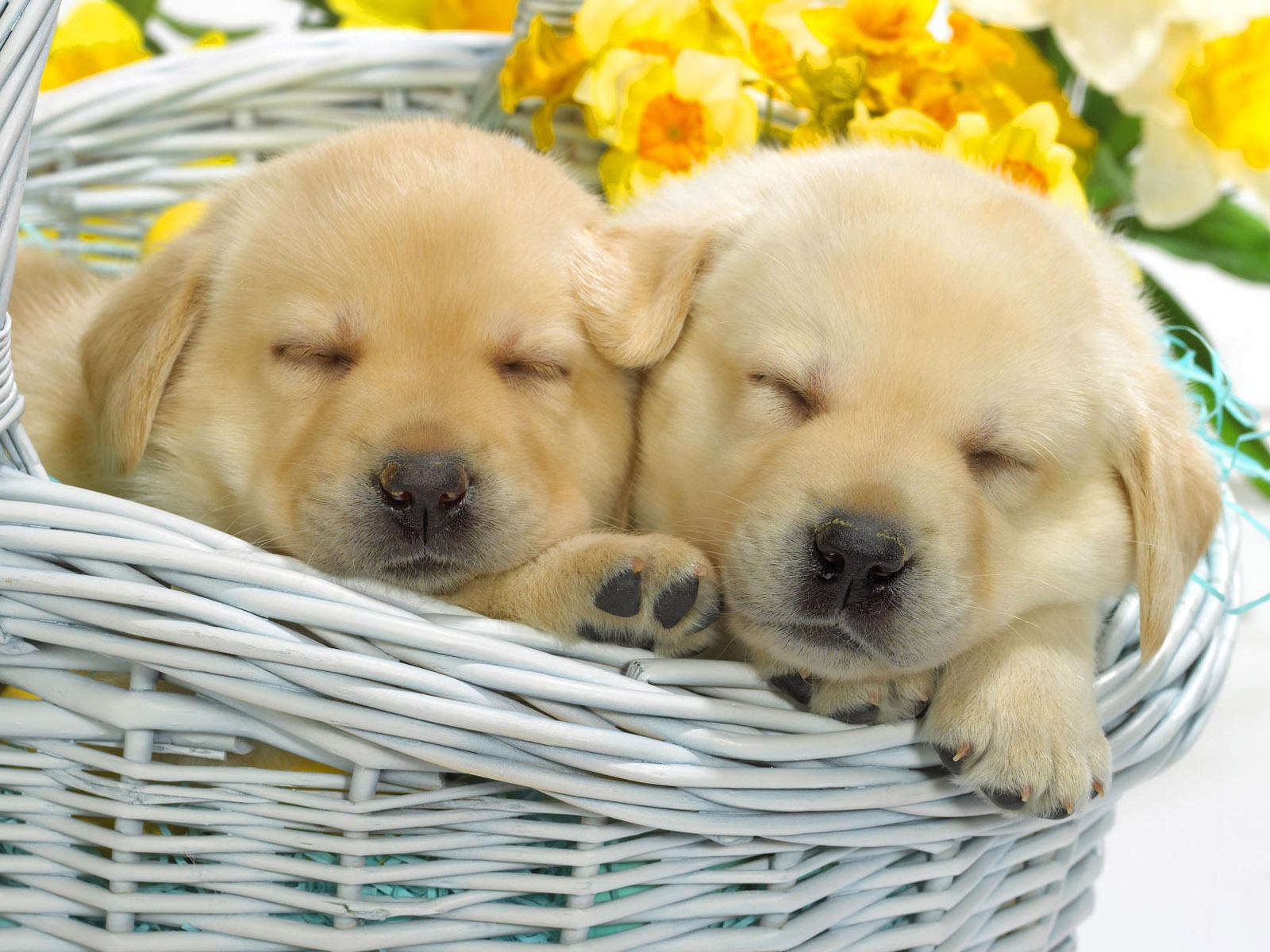 Puppy Photo HD wallpapers (7) #2 - 1600x1200