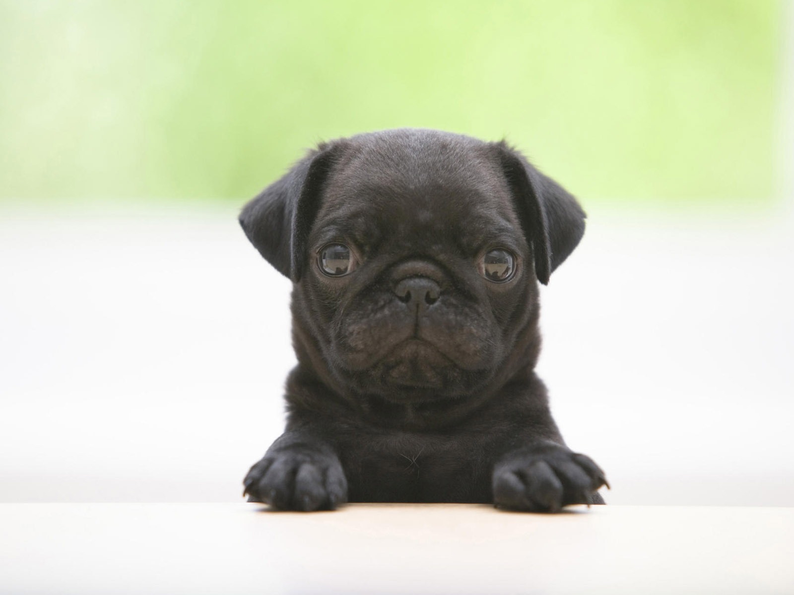 Puppy Photo HD wallpapers (7) #3 - 1600x1200