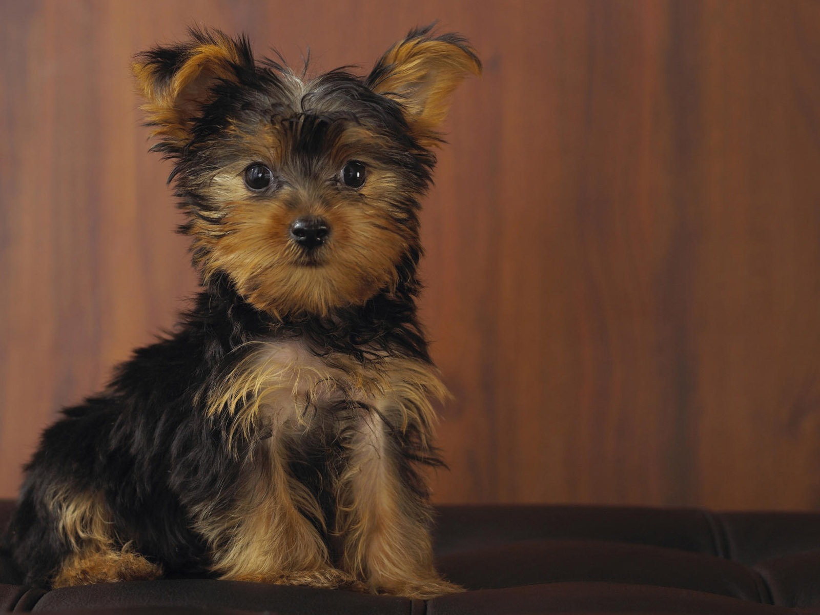 Puppy Photo fonds d'écran HD (7) #7 - 1600x1200