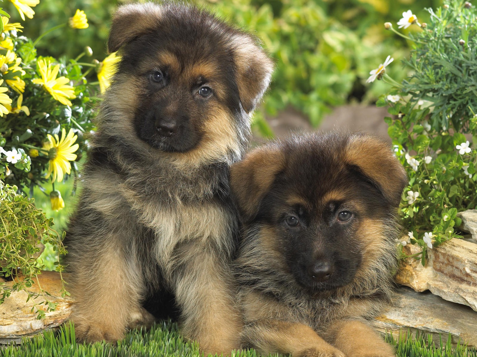 Puppy Photo HD wallpapers (7) #14 - 1600x1200