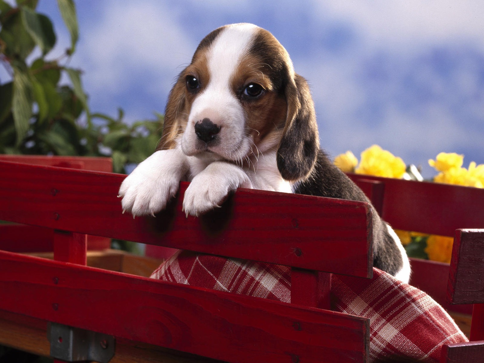 Puppy Photo HD wallpapers (7) #17 - 1600x1200