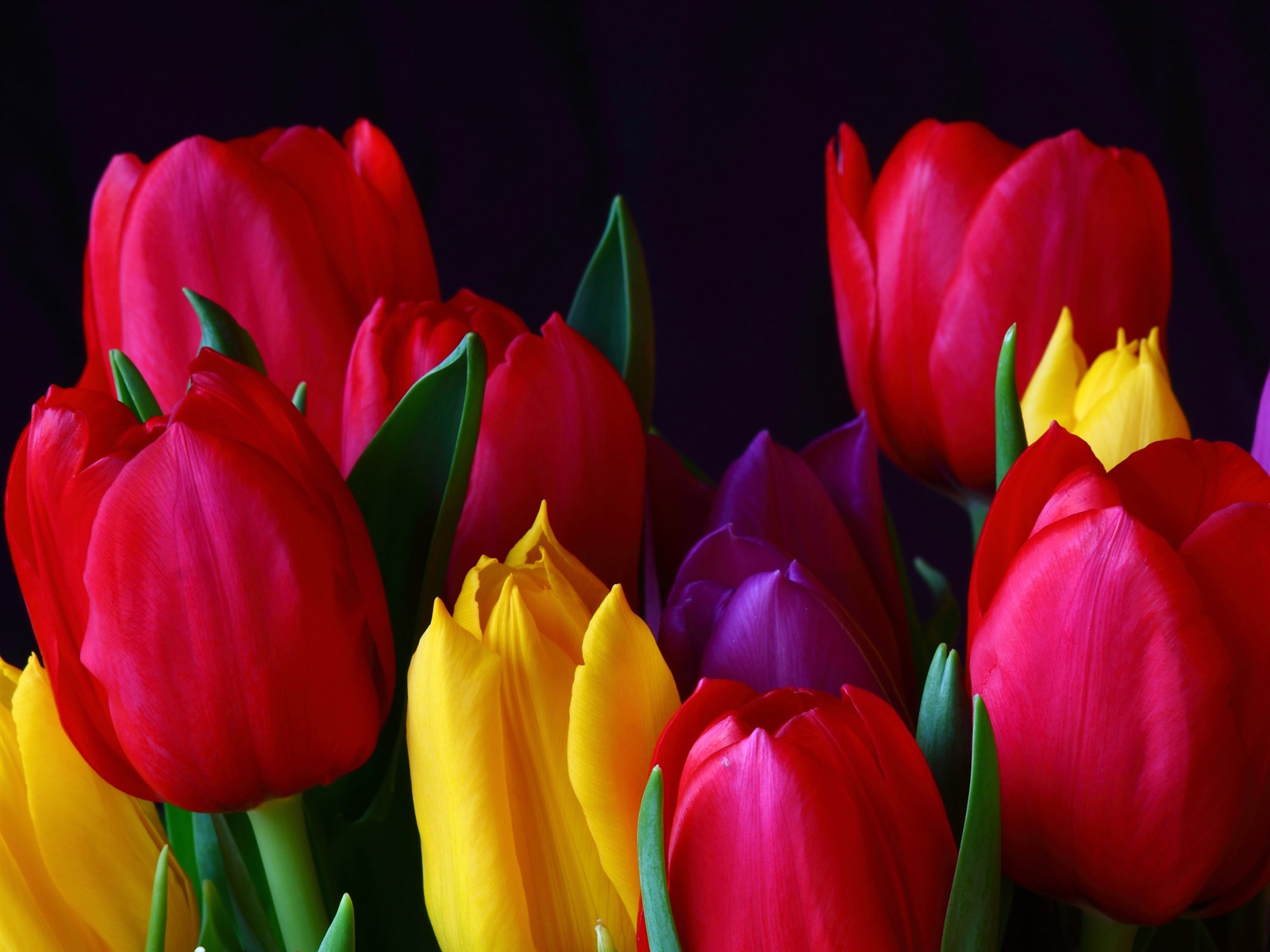 Velký tulipán tapety (1) #1 - 1600x1200