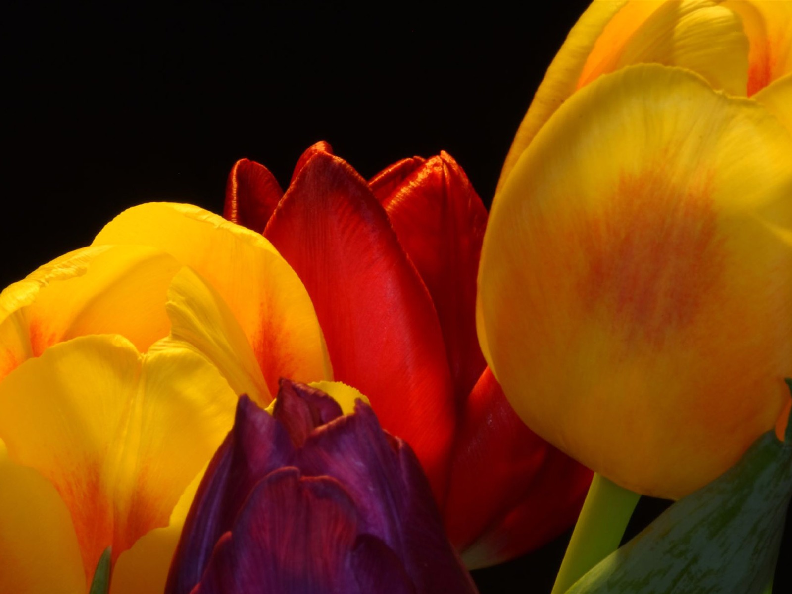 Fond d'écran Tulip Grand (2) #18 - 1600x1200