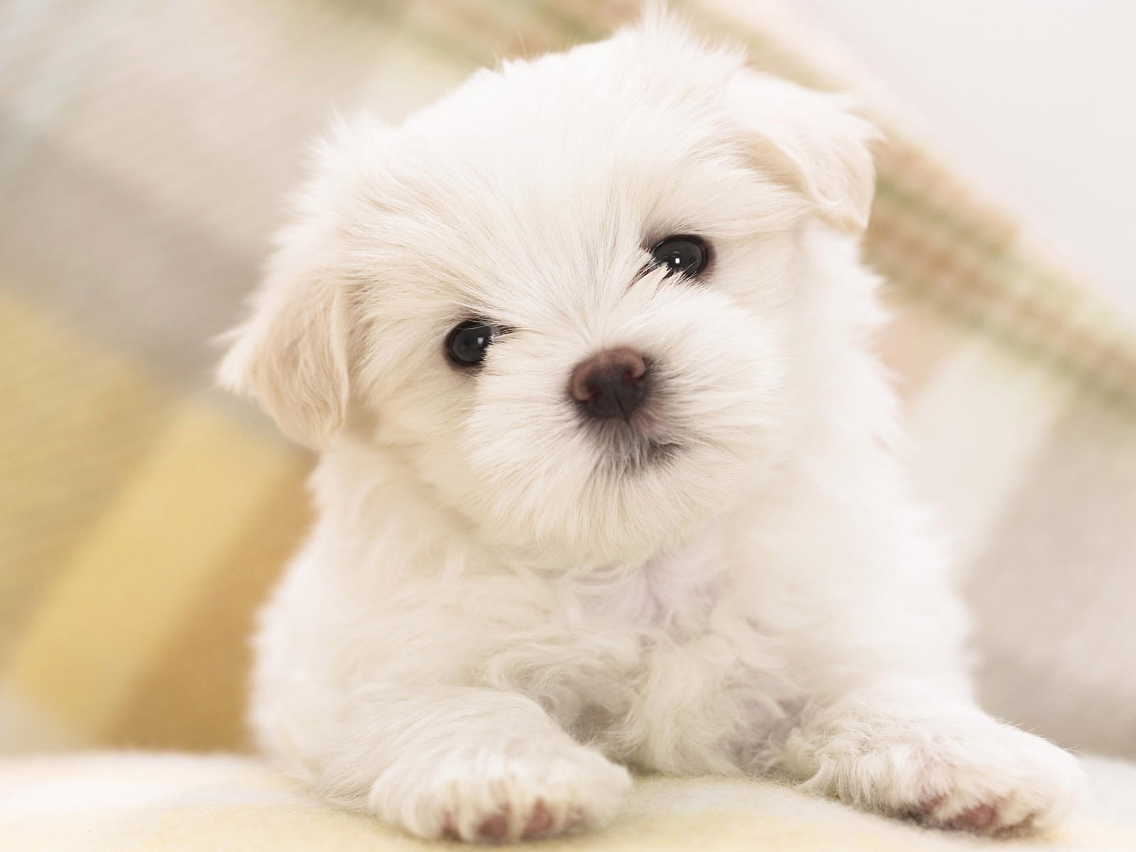 Puppy Photo HD wallpapers (8) #6 - 1600x1200