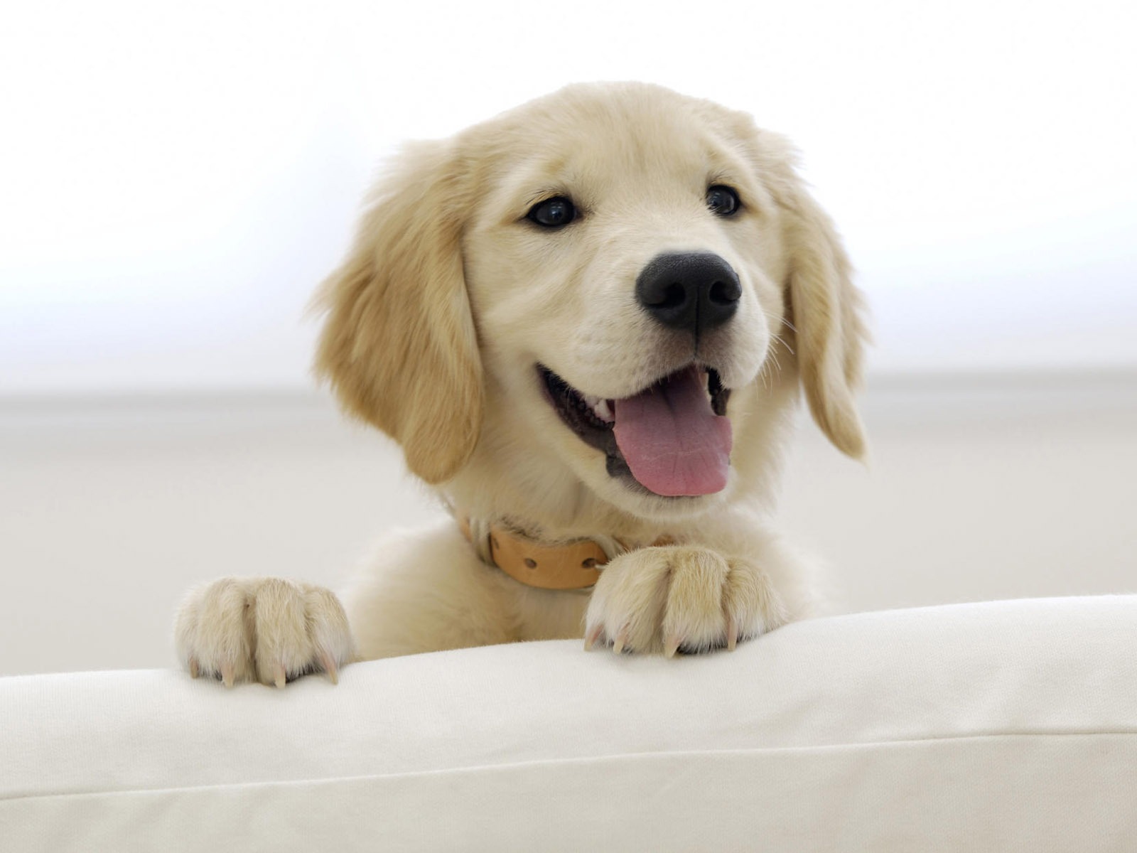 Puppy Photo HD wallpapers (8) #16 - 1600x1200
