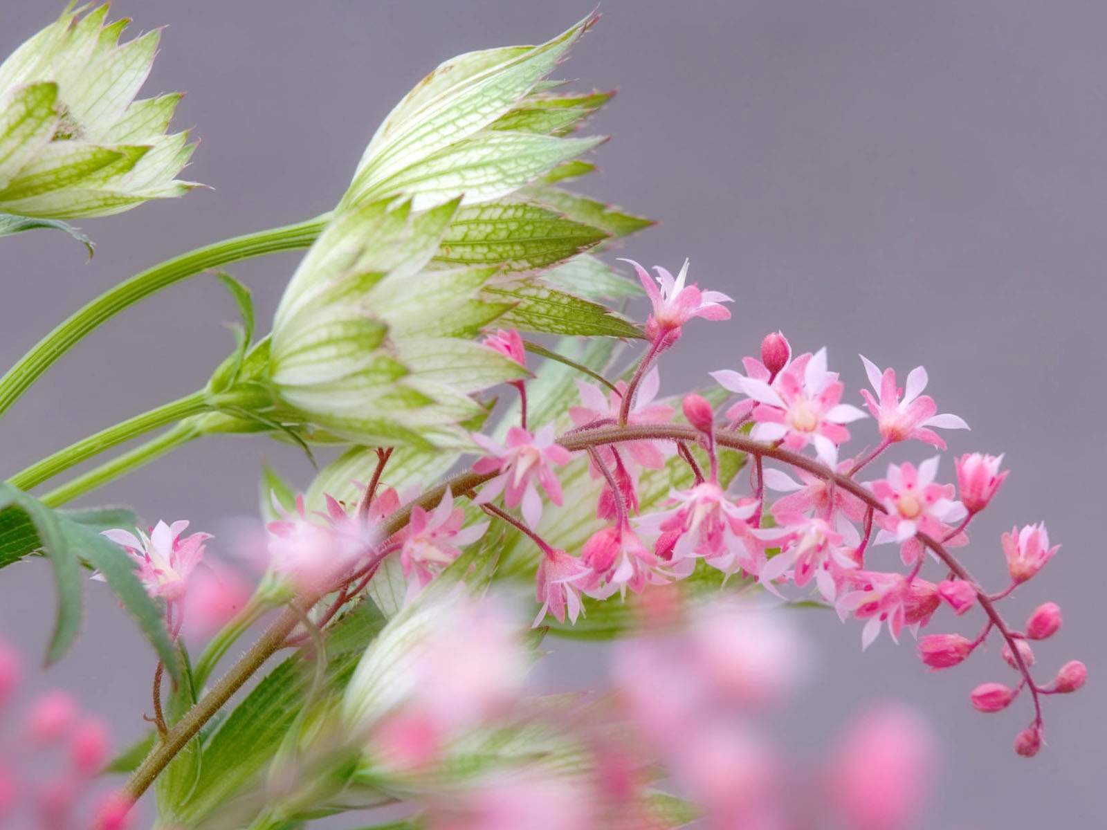 年ワイドスクリーンの壁紙の花に近い(1)を開く #17 - 1600x1200