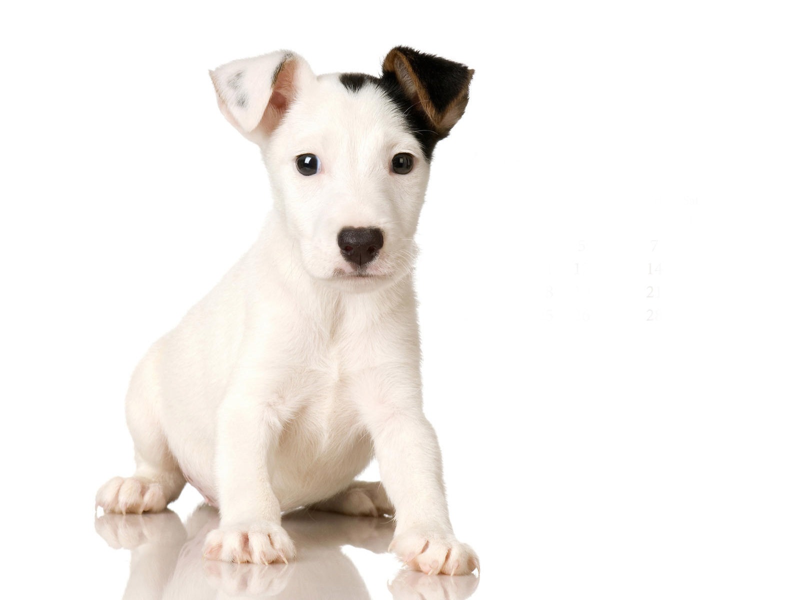 Puppy Photo HD wallpapers (9) #5 - 1600x1200