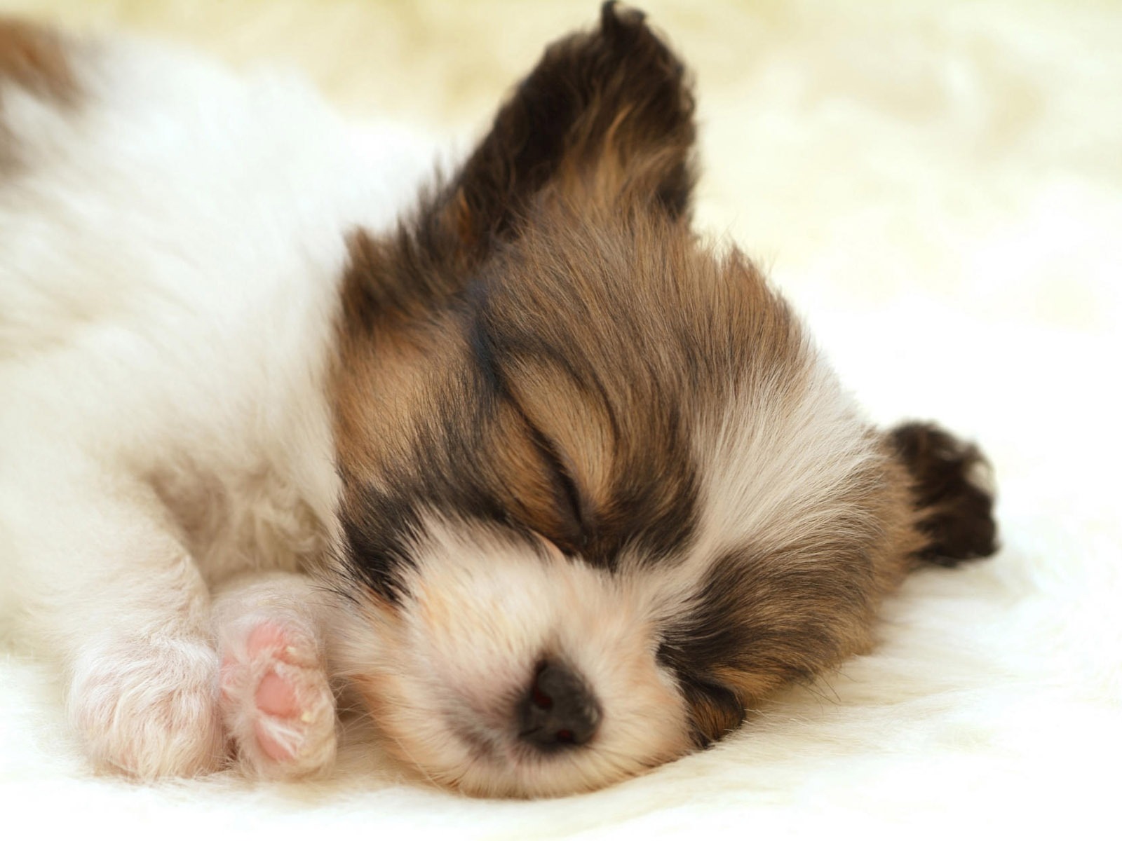 Puppy Photo HD wallpapers (10) #10 - 1600x1200