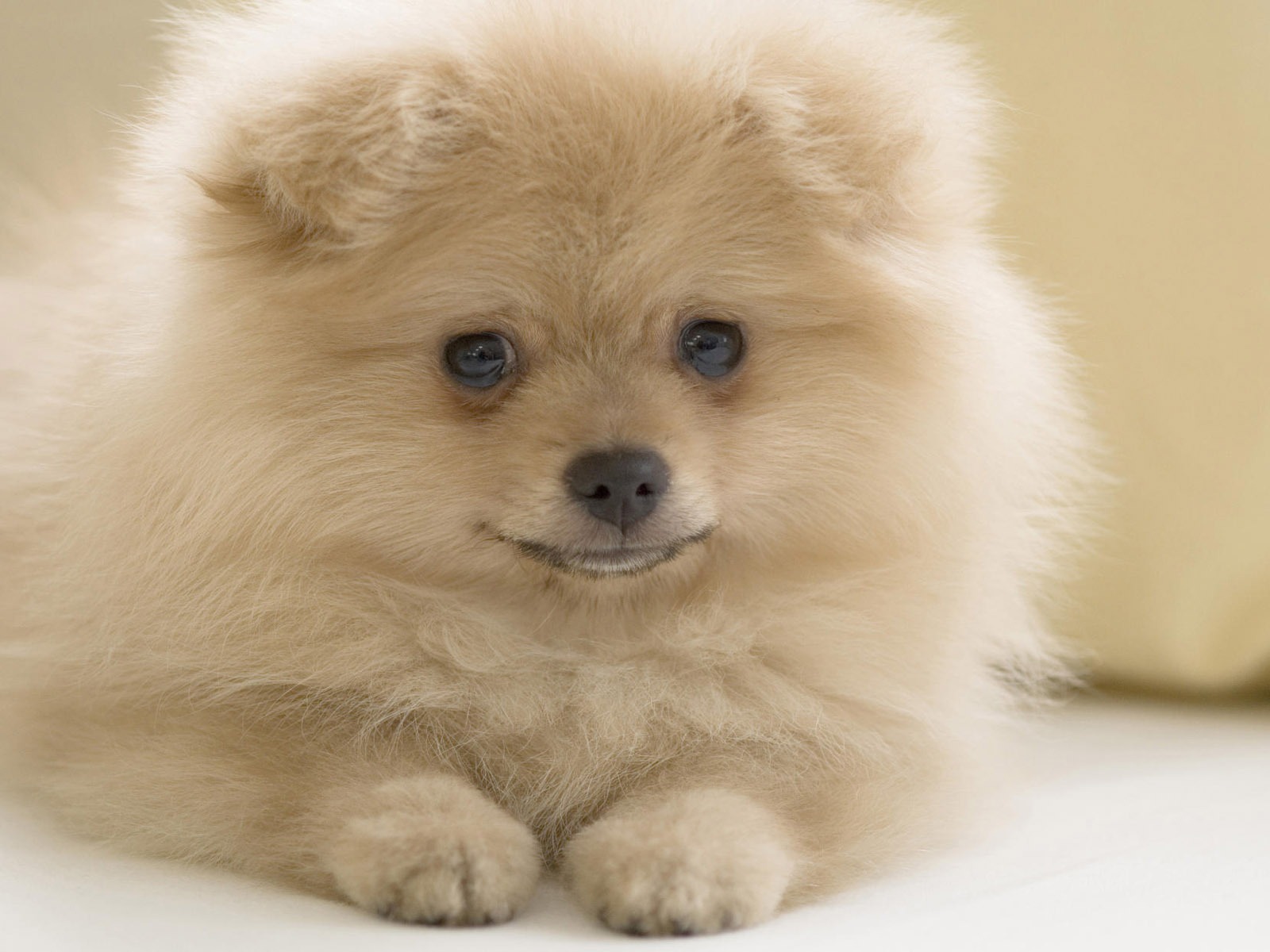Puppy Photo HD wallpapers (10) #12 - 1600x1200
