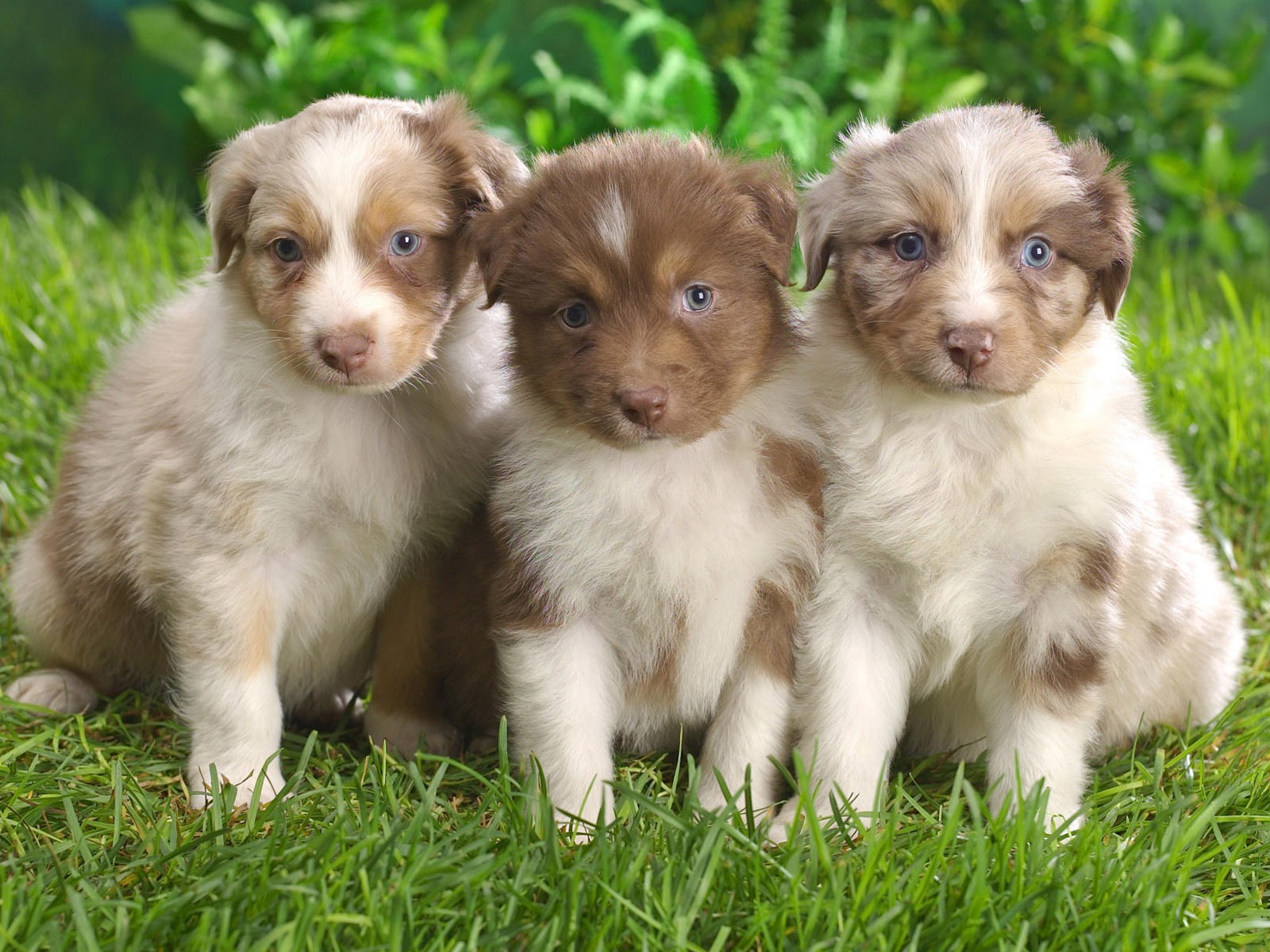 Puppy Photo HD wallpapers (10) #20 - 1600x1200