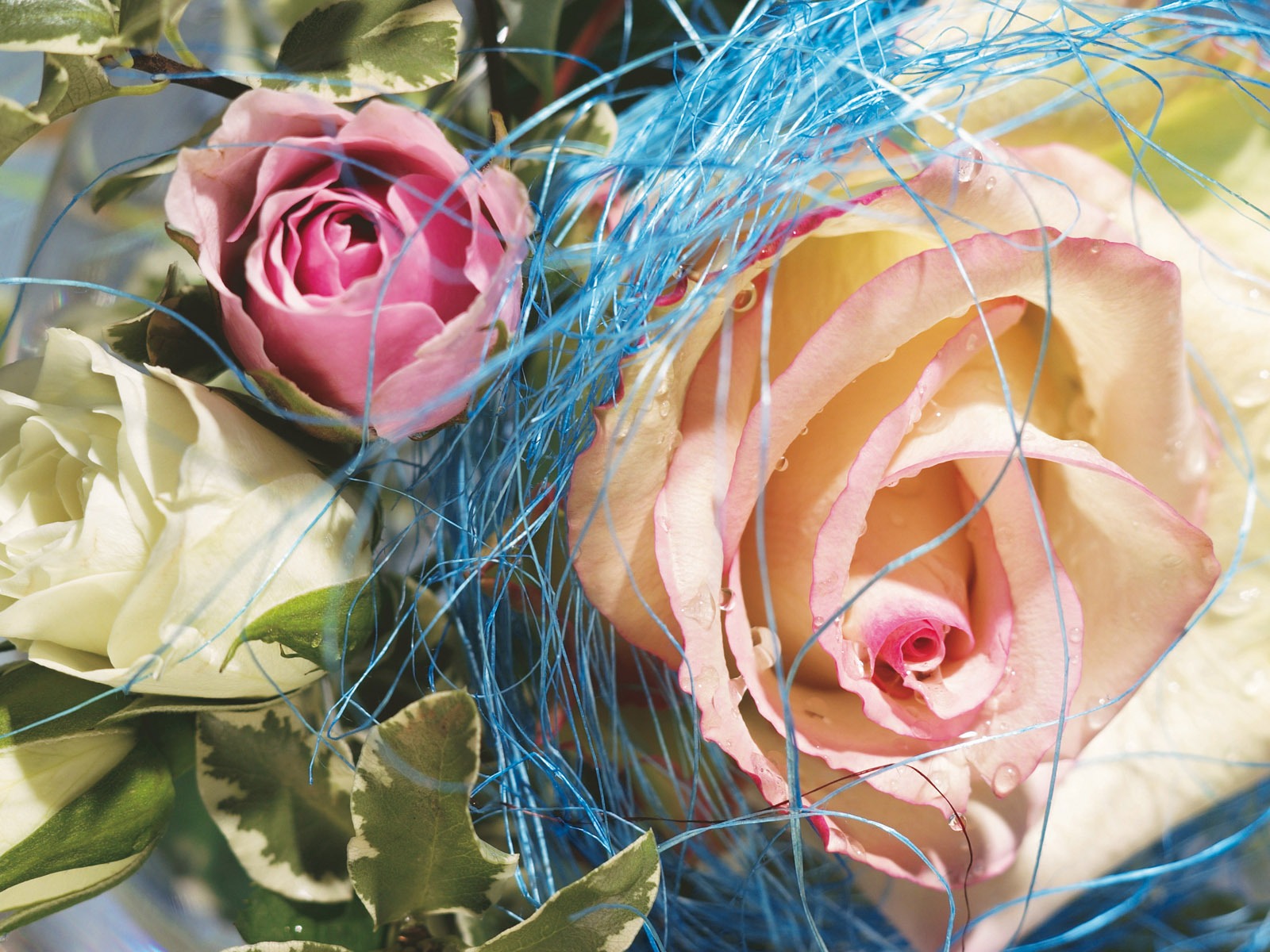Širokoúhlý tapety květiny close-up (4) #2 - 1600x1200
