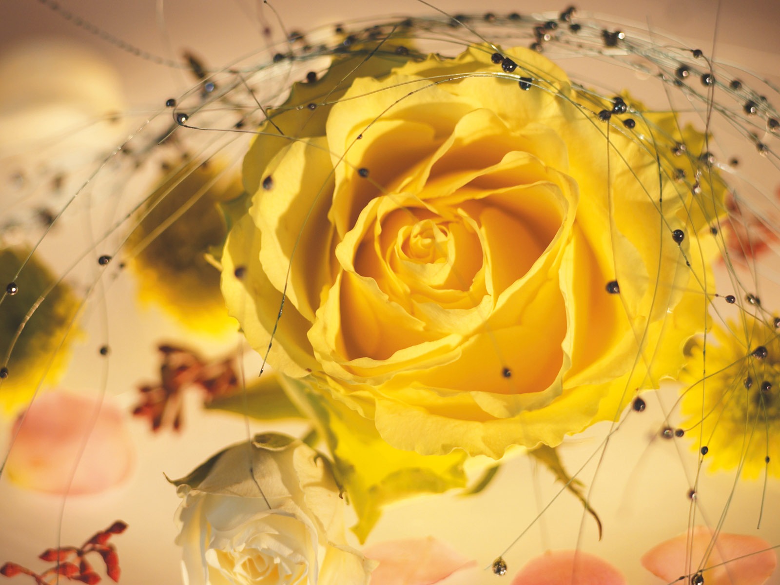 fleurs fond d'écran Widescreen close-up (4) #5 - 1600x1200