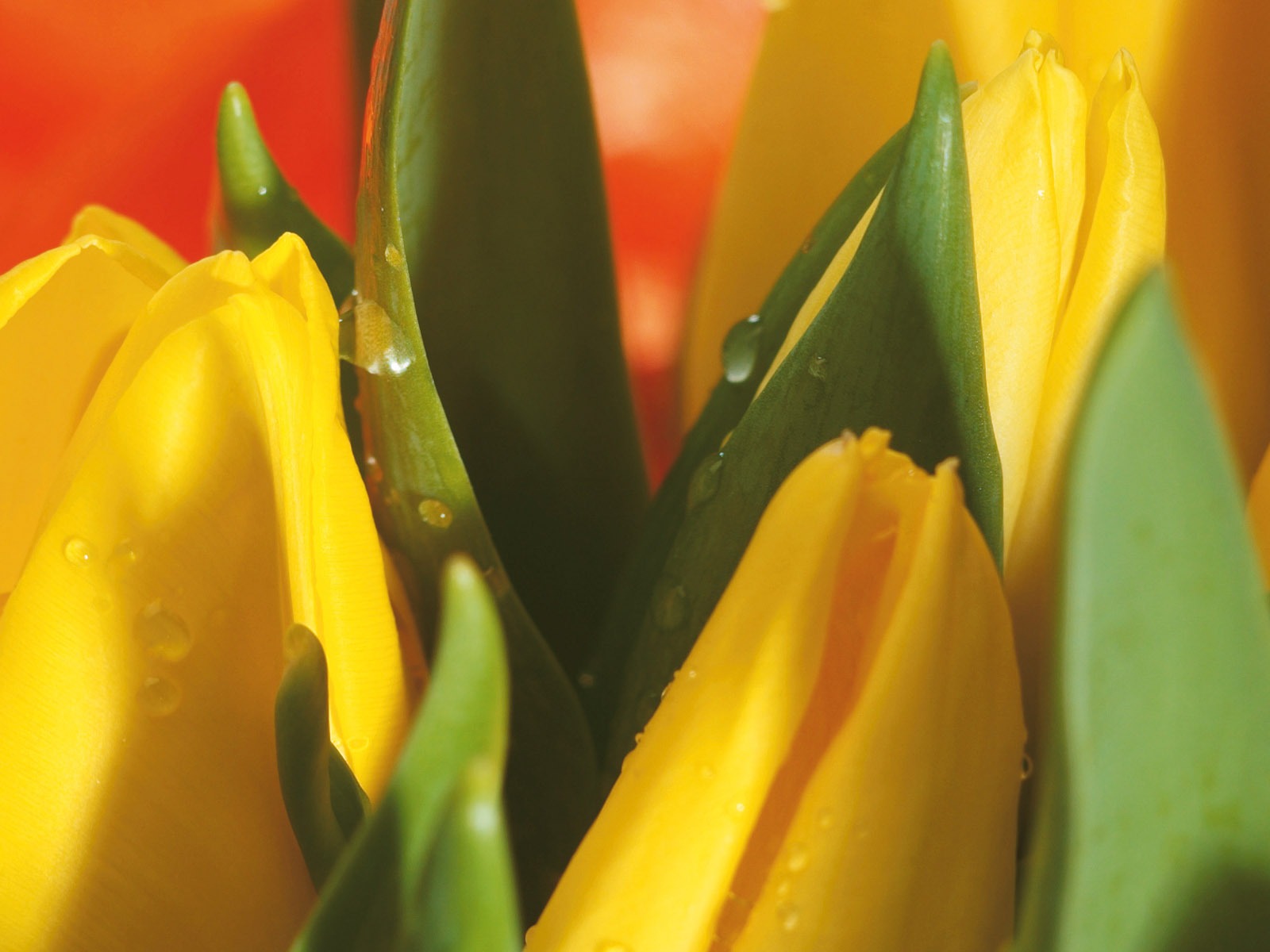 Širokoúhlý tapety květiny close-up (4) #6 - 1600x1200
