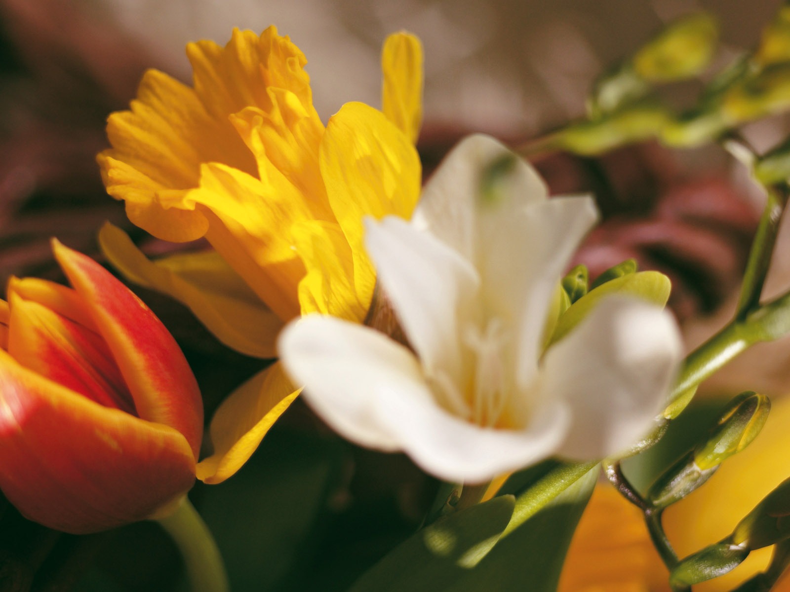 Širokoúhlý tapety květiny close-up (4) #14 - 1600x1200