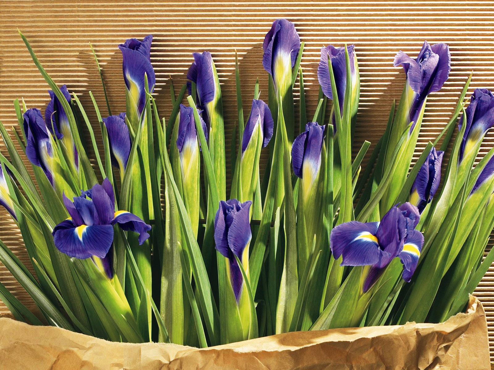 fondos de escritorio de flores con pantalla ancha de cerca (5) #3 - 1600x1200