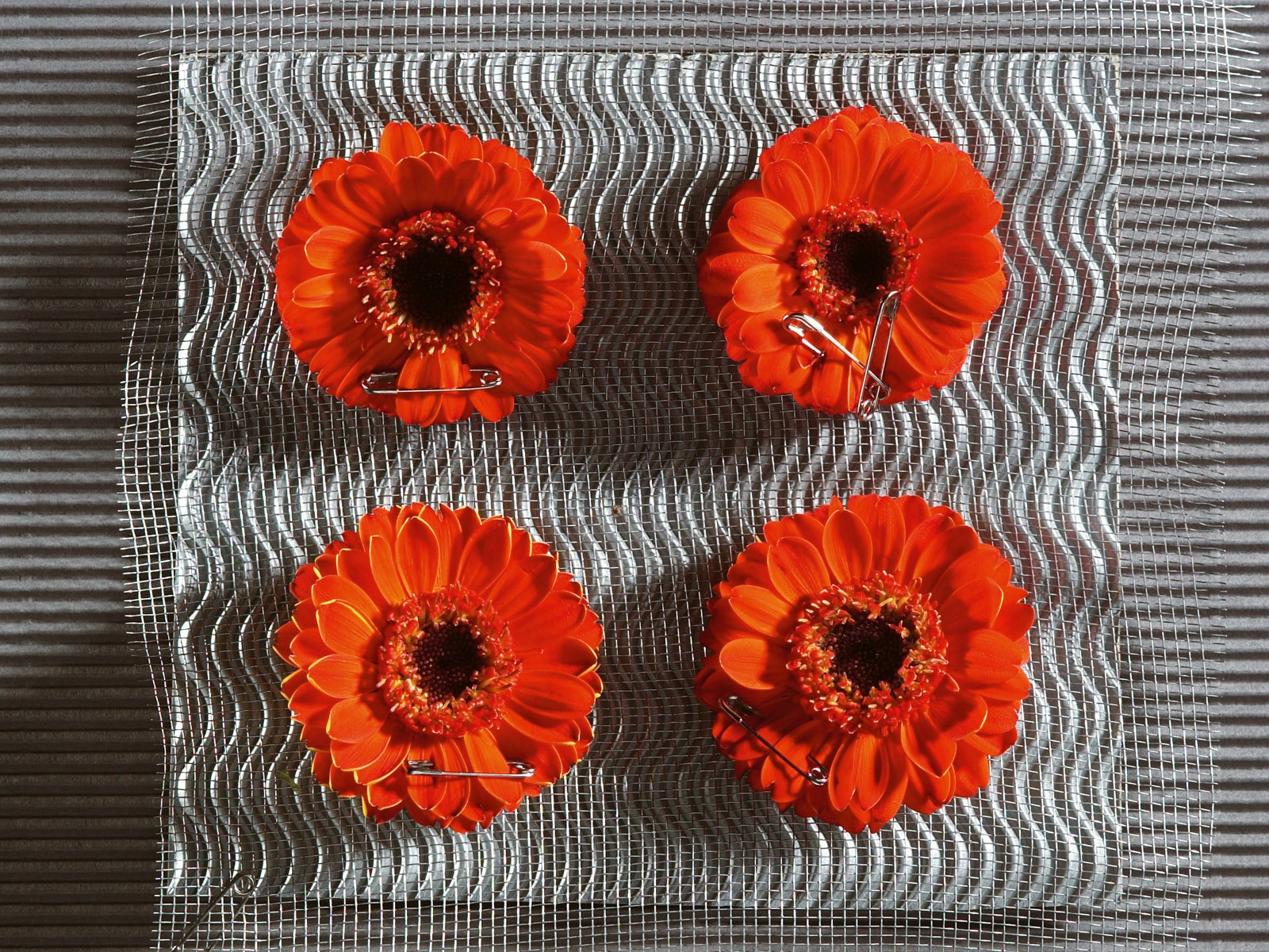 Widescreen wallpaper flowers close-up (6) #12 - 1600x1200