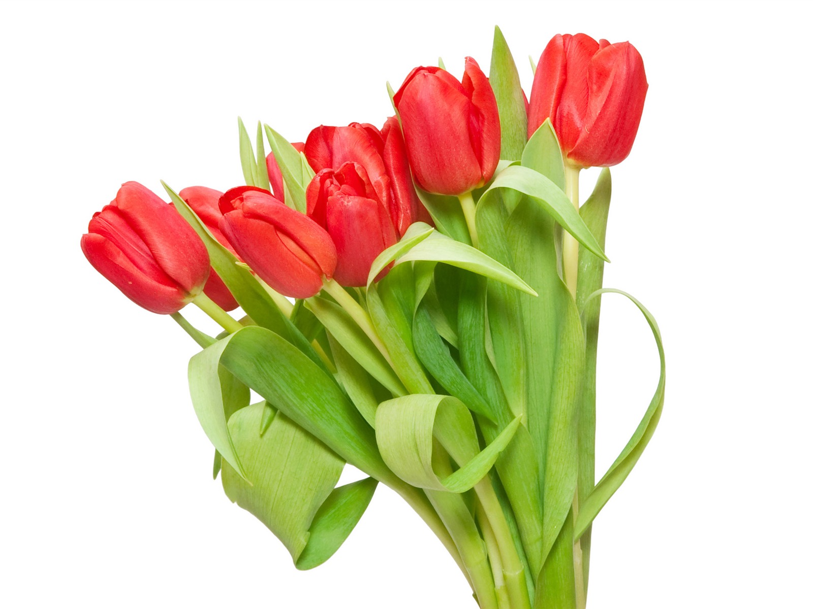 Velký tulipán tapetu (3) #6 - 1600x1200