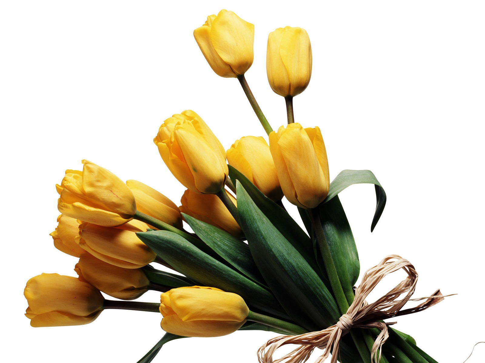 Velký tulipán tapetu (3) #10 - 1600x1200