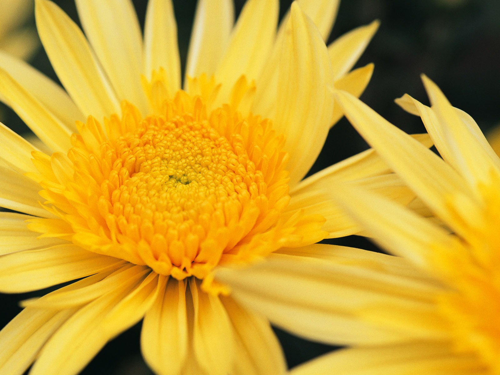 fleurs fond d'écran Widescreen close-up (8) #7 - 1600x1200
