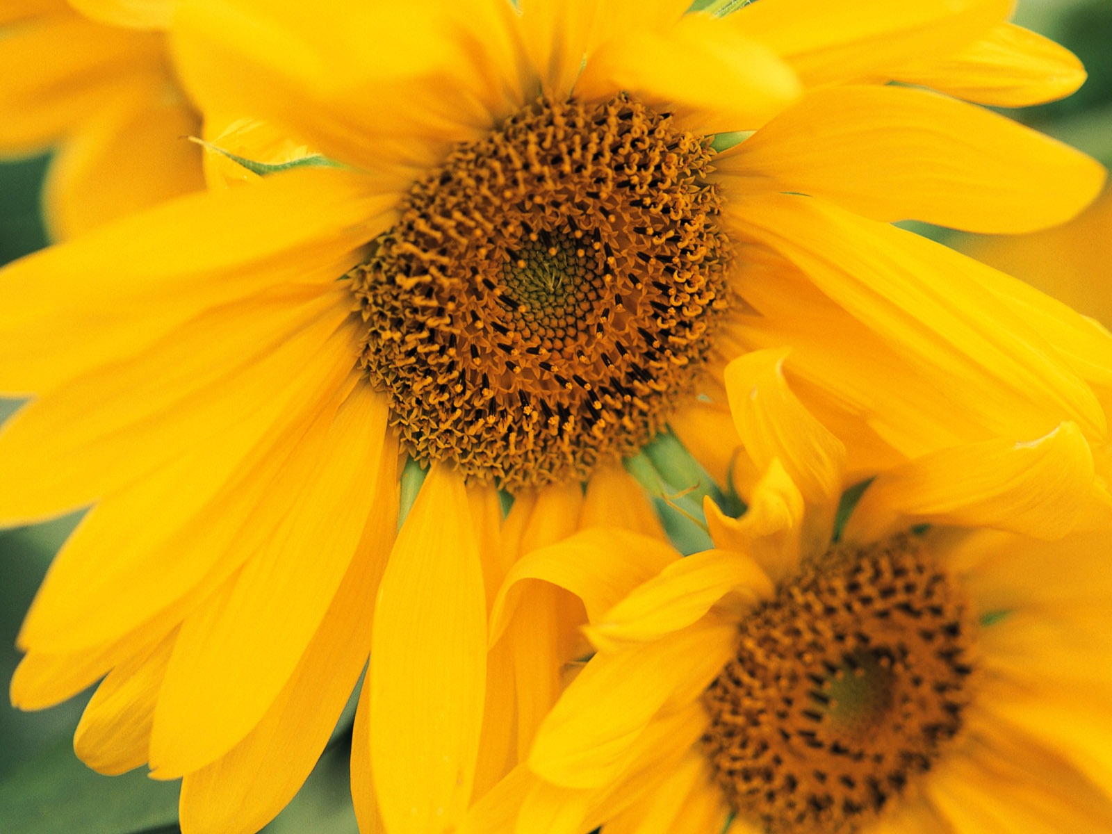 fleurs fond d'écran Widescreen close-up (8) #18 - 1600x1200