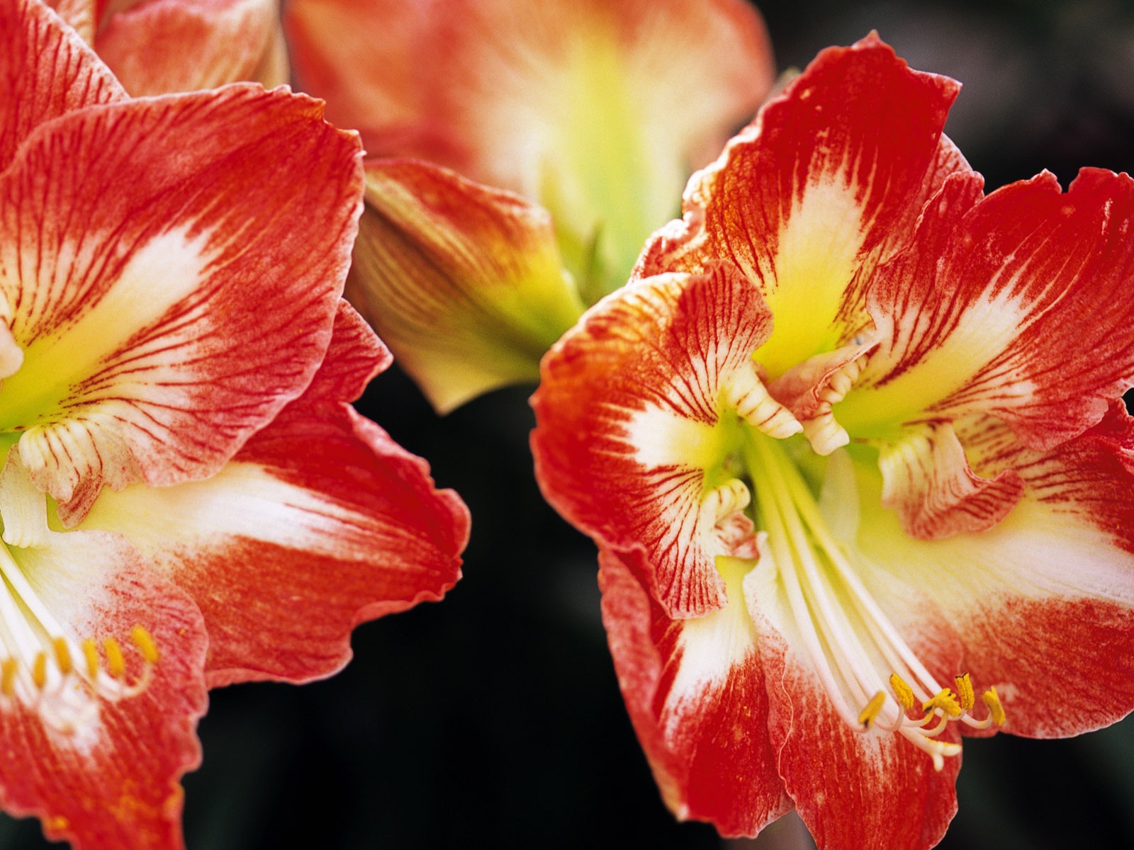 Širokoúhlý tapety květiny close-up (10) #2 - 1600x1200