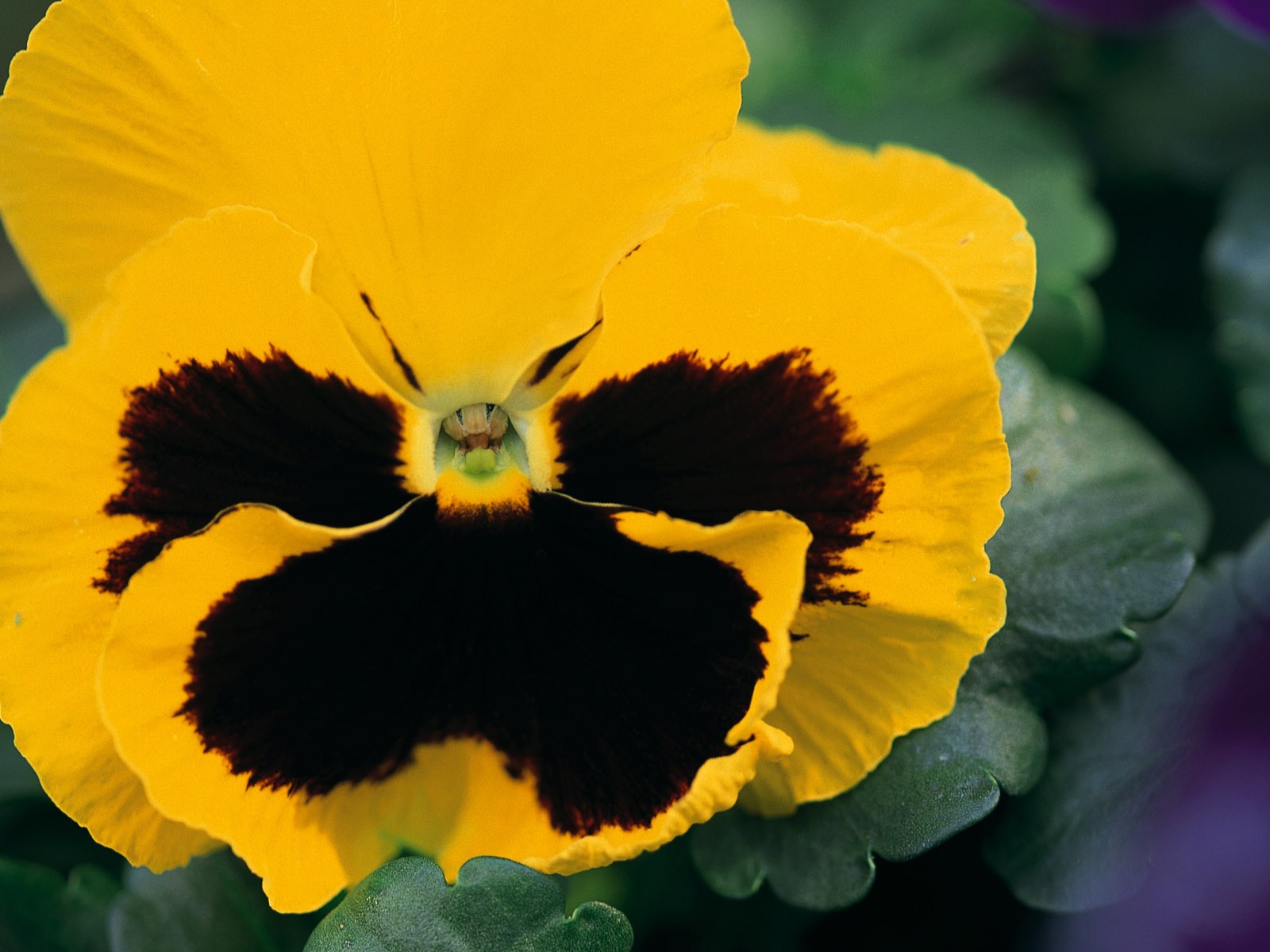 ワイドスクリーンの壁紙の花に近い(10)を開く #7 - 1600x1200