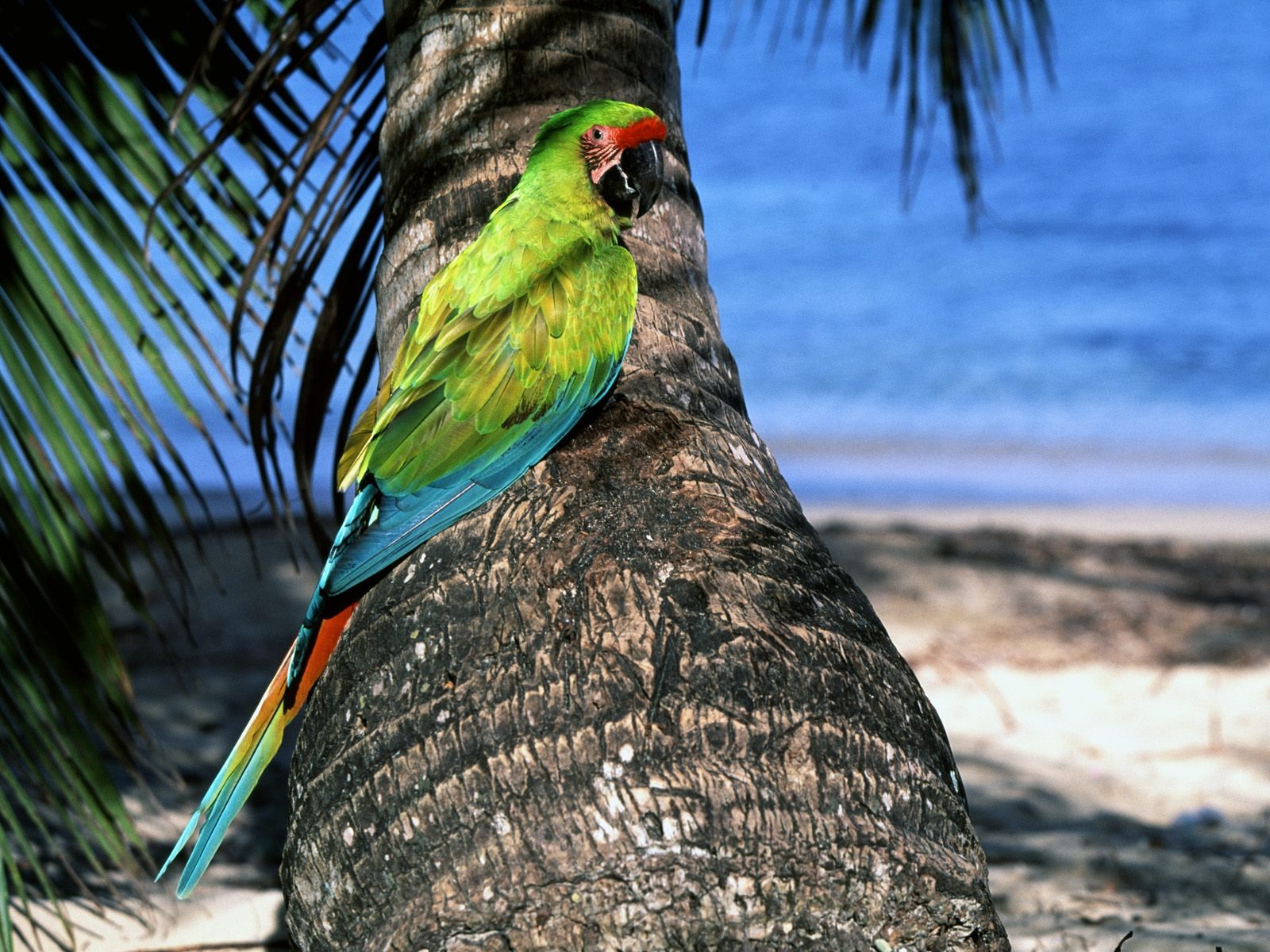 Parrot wallpaper photo album #6 - 1600x1200