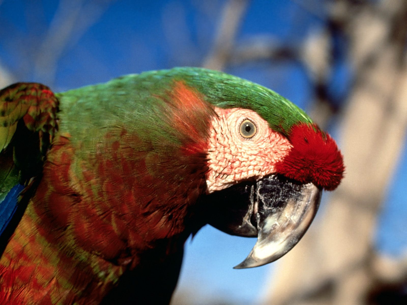 fondos de escritorio de Parrot álbum de fotos #7 - 1600x1200