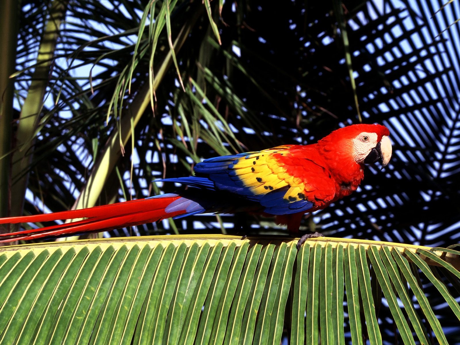 Parrot Tapete Fotoalbum #12 - 1600x1200