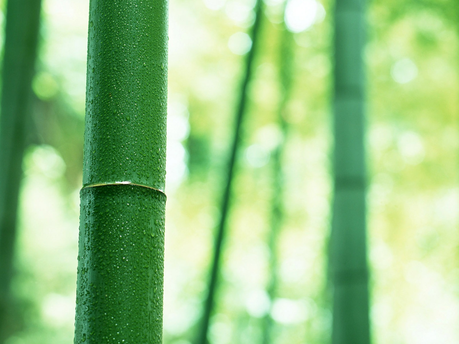 Verde álbumes fondo de pantalla de bambú #3 - 1600x1200