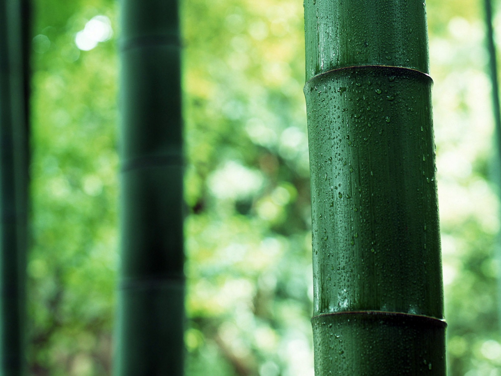 Verde álbumes fondo de pantalla de bambú #4 - 1600x1200