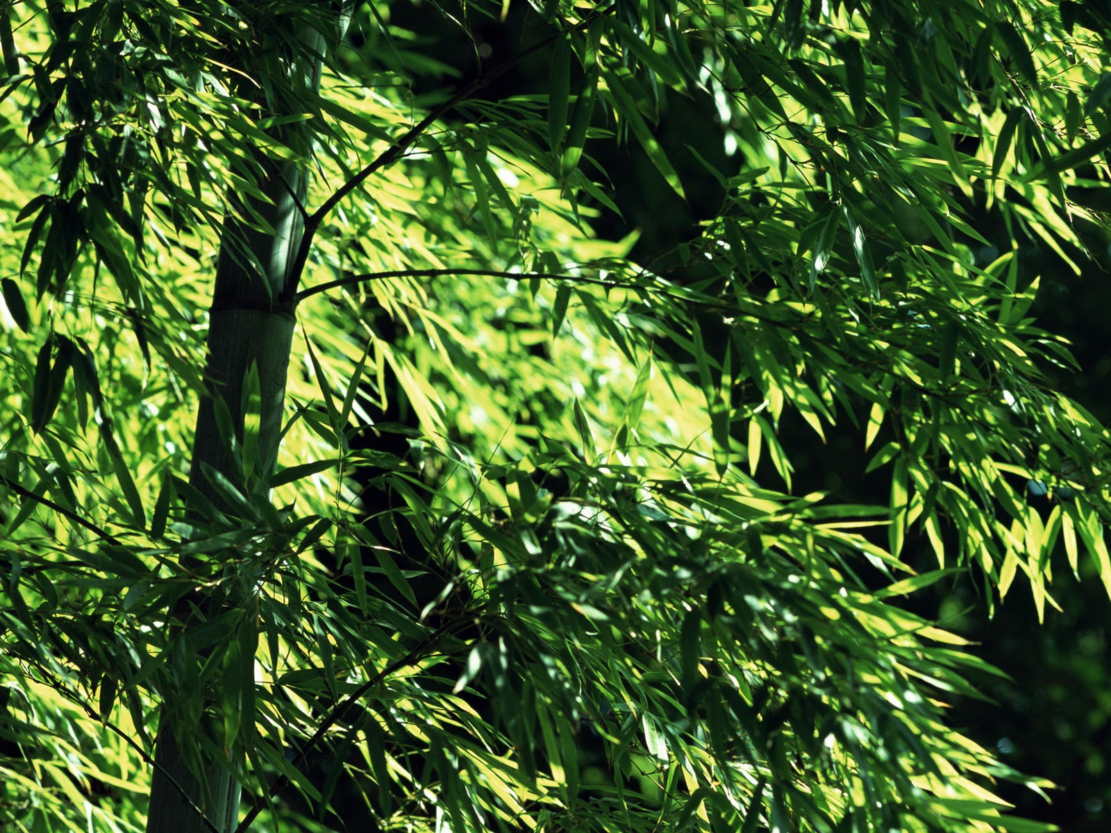 Verde álbumes fondo de pantalla de bambú #6 - 1600x1200