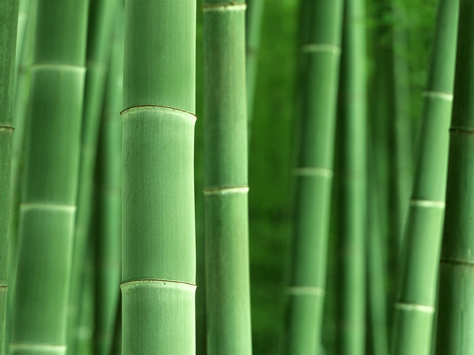 Verde álbumes fondo de pantalla de bambú #8 - 1600x1200