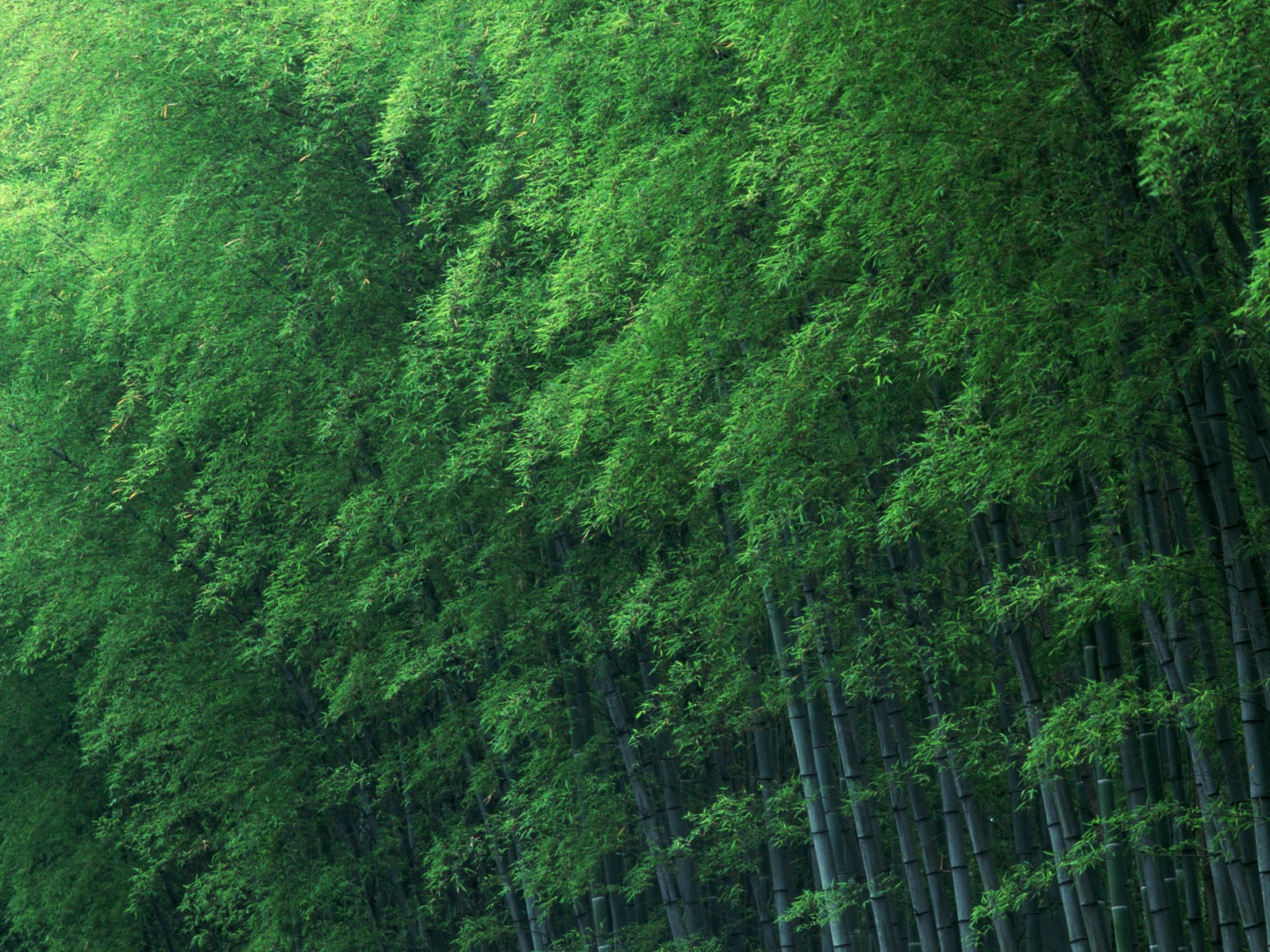 Fond d'écran de bambou vert albums #12 - 1600x1200
