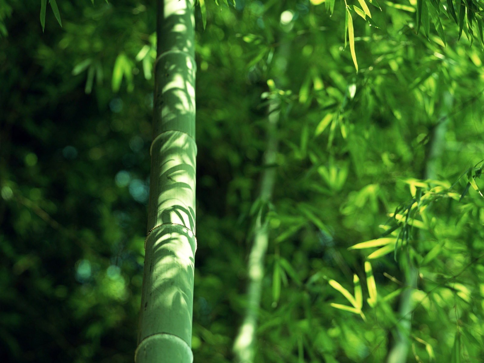 Verde álbumes fondo de pantalla de bambú #14 - 1600x1200