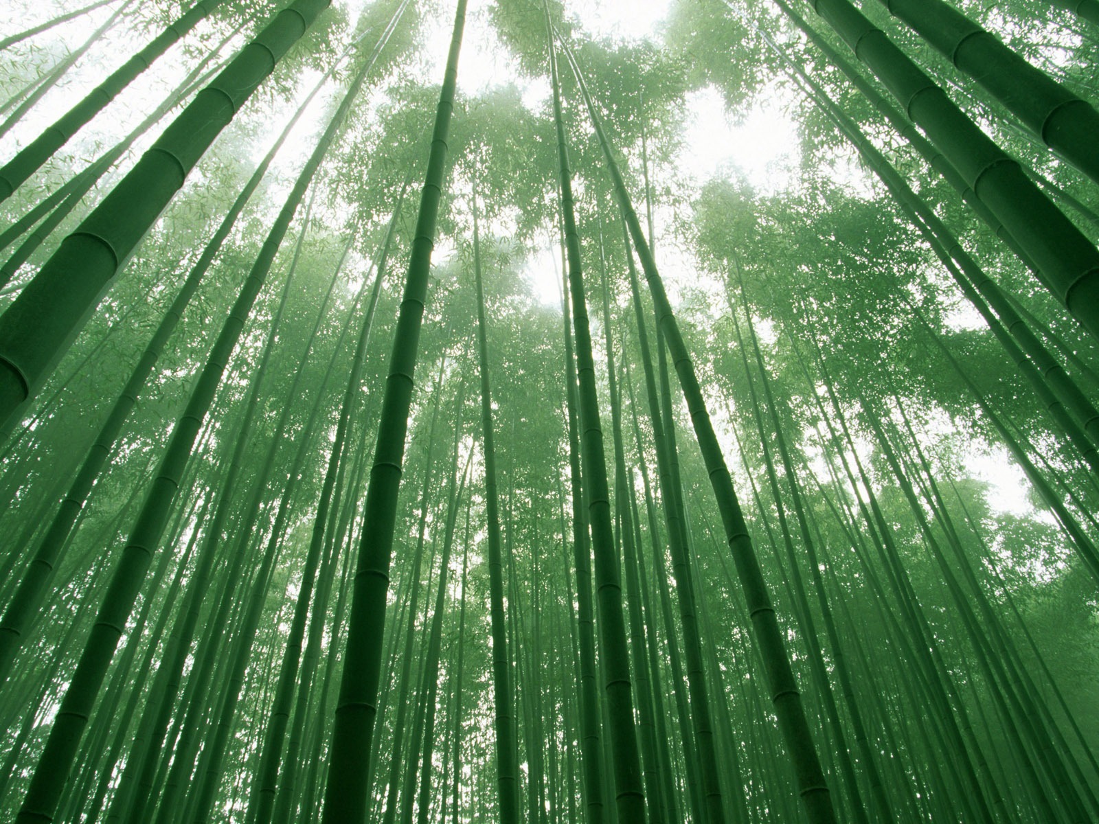 绿色竹林 壁纸专辑17 - 1600x1200