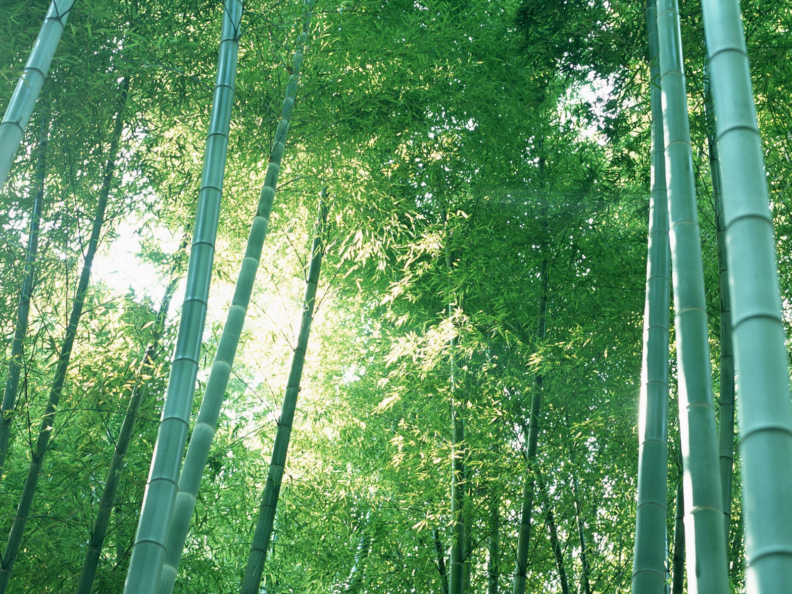 Verde álbumes fondo de pantalla de bambú #20 - 1600x1200