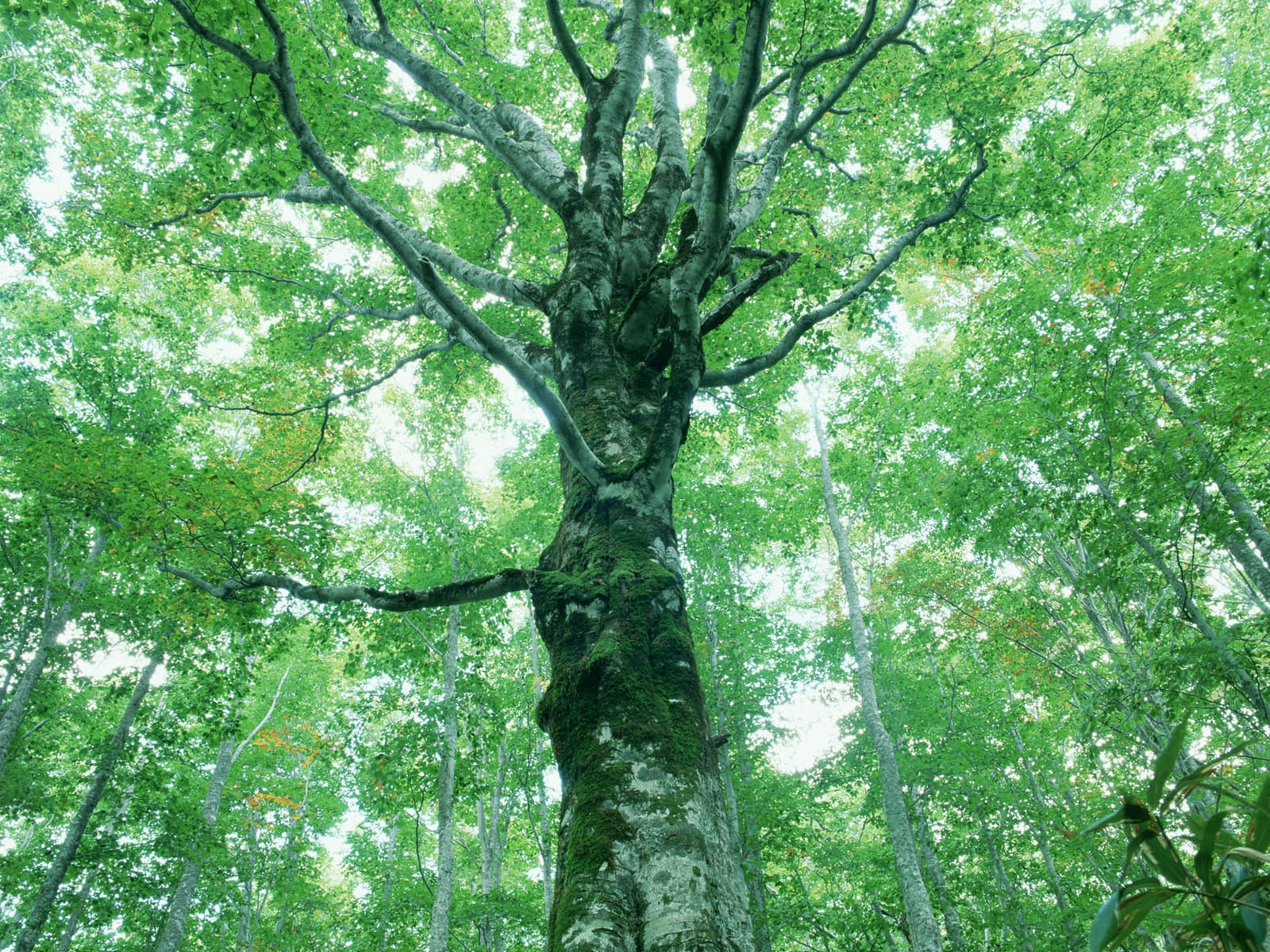 Fond d'écran vert photo feuille (2) #17 - 1600x1200