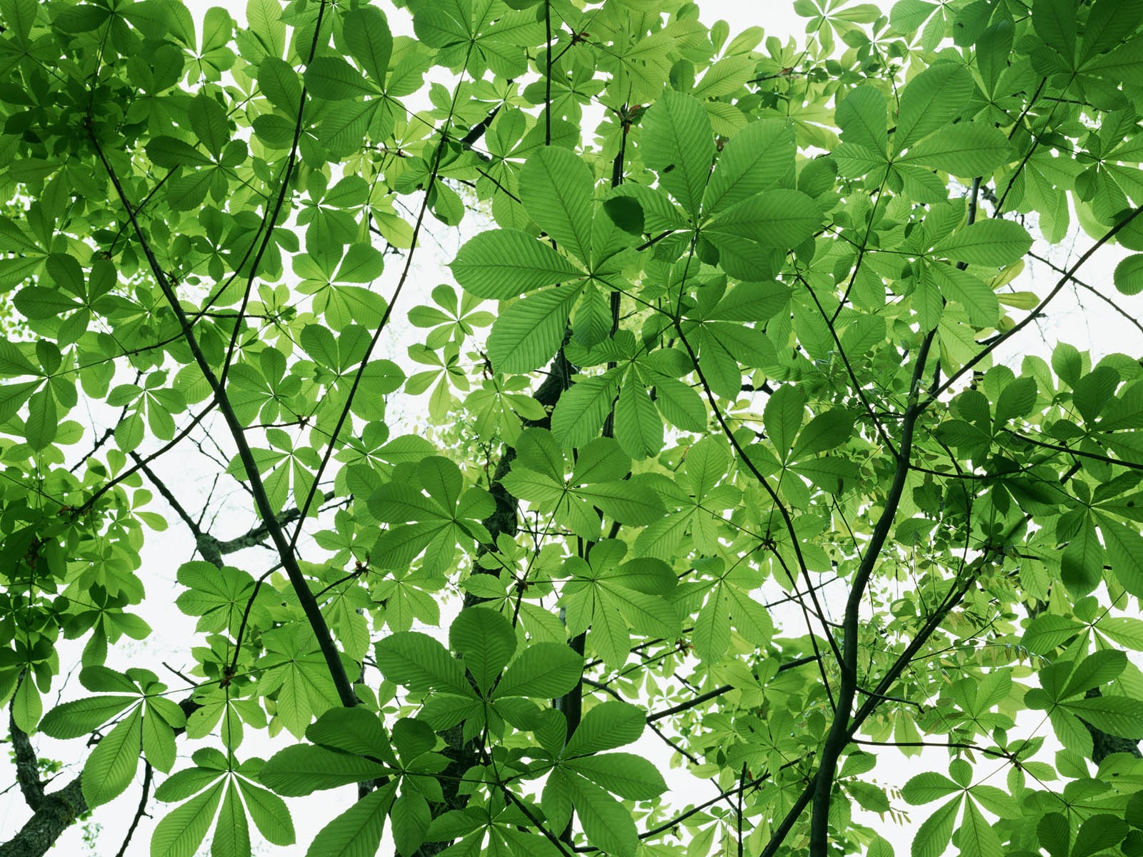 Green leaf photo wallpaper (3) #17 - 1600x1200