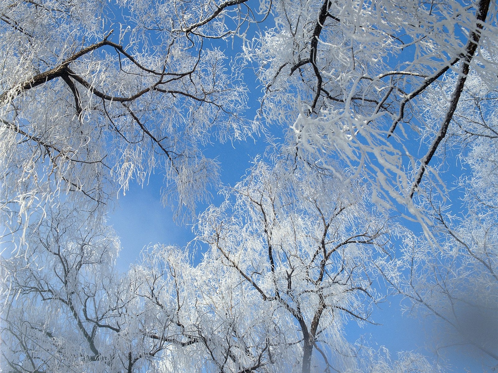 冬天雪景壁纸10 - 1600x1200