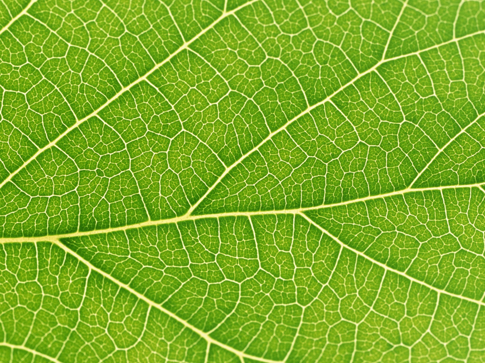 Grünes Blatt Fototapete (6) #3 - 1600x1200