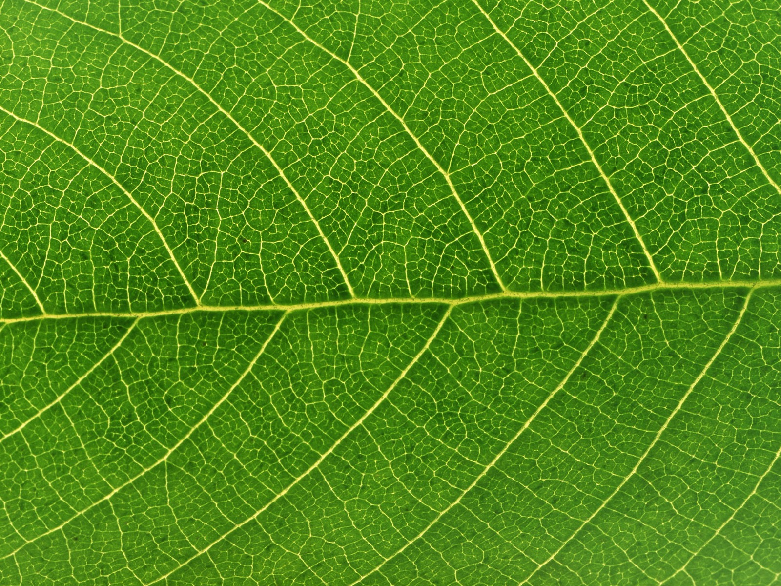 Green leaf photo wallpaper (6) #4 - 1600x1200